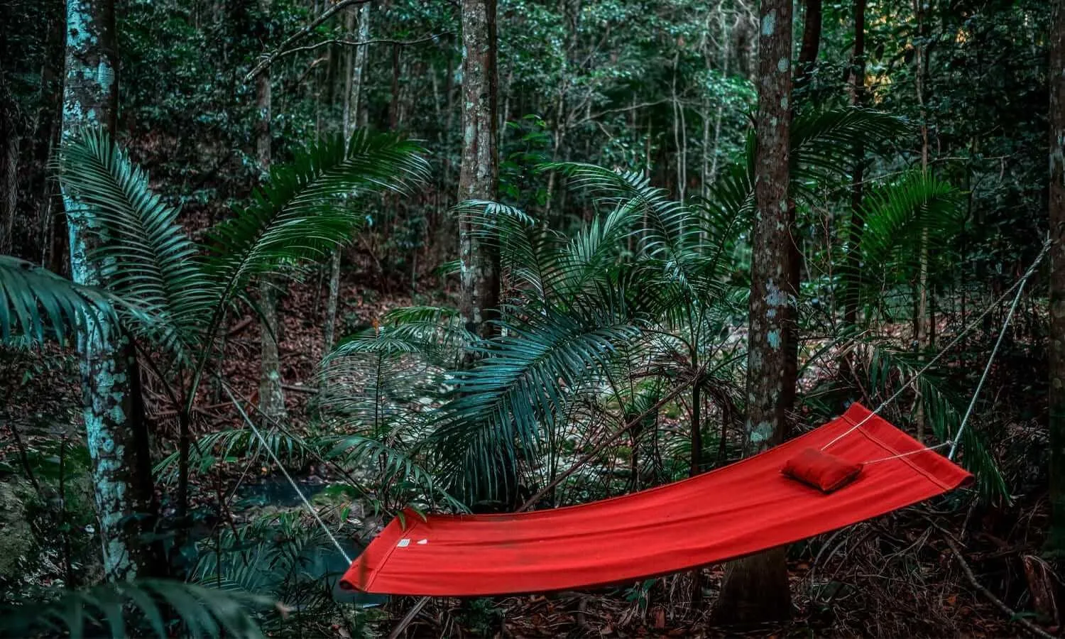 Area and facilities in Narrows Escape Rainforest Retreat