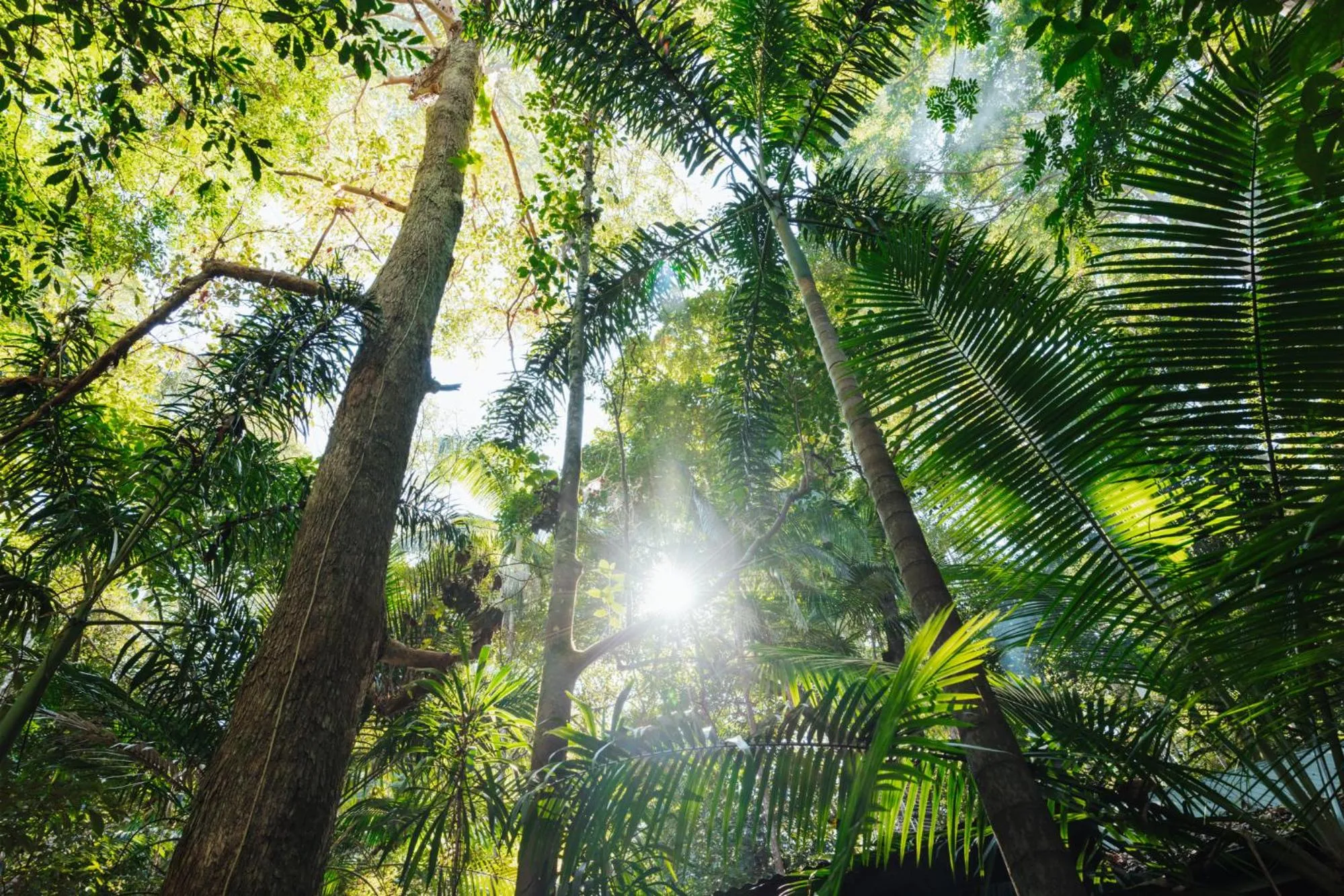 Natural landscape in Narrows Escape Rainforest Retreat