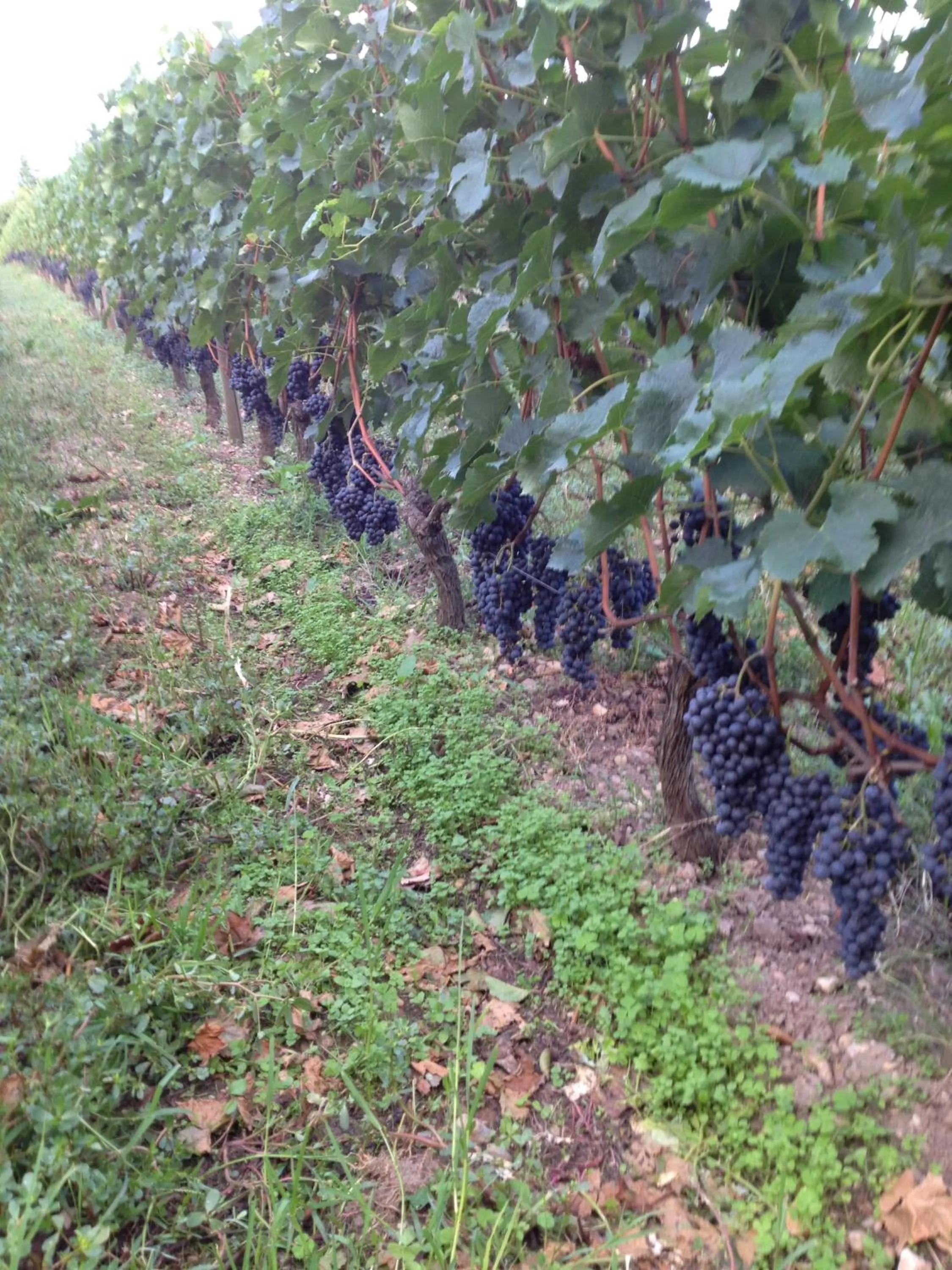 B&B Château Pierre de Lune