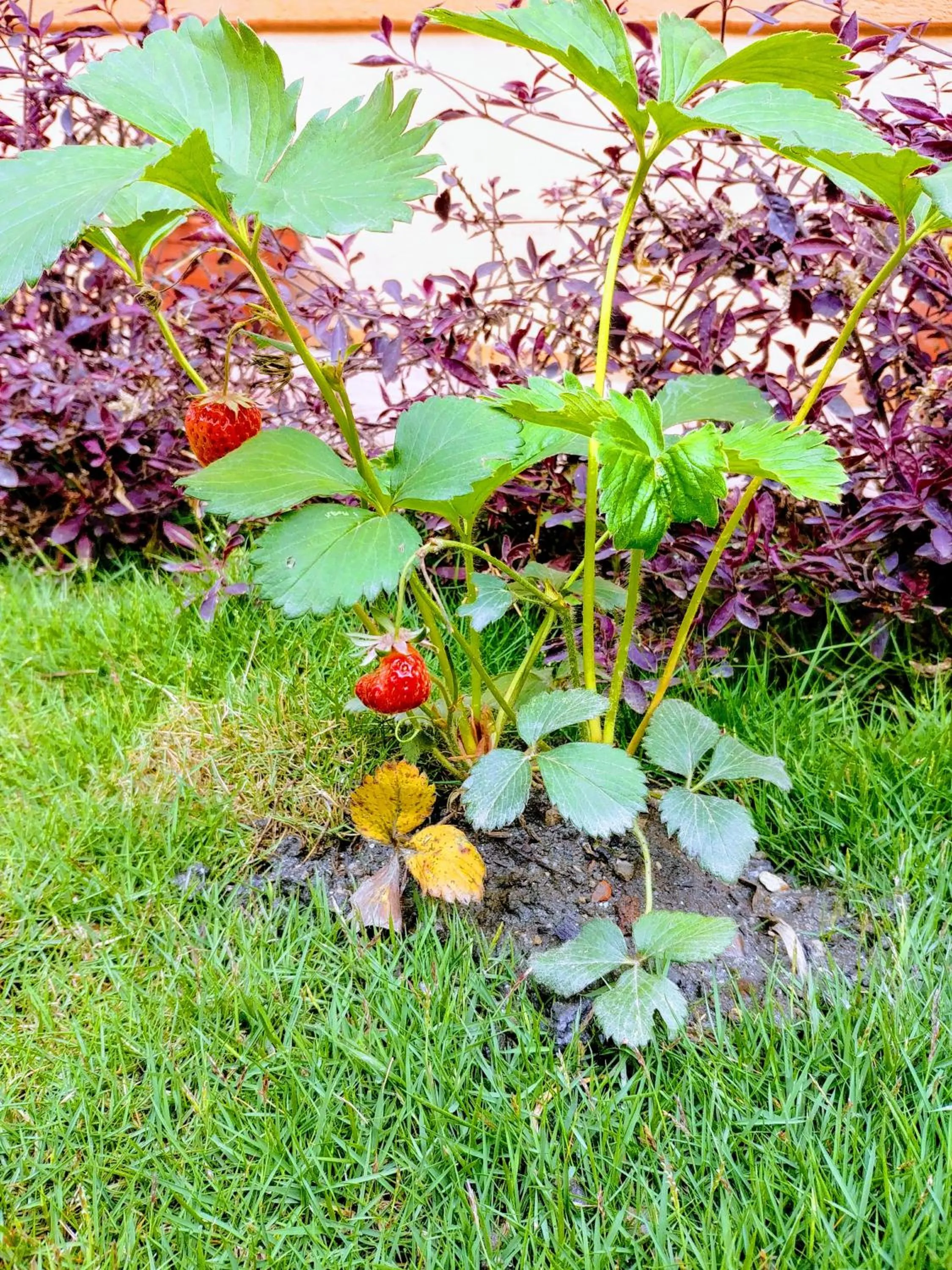 Spring in Aarya Chaitya Inn