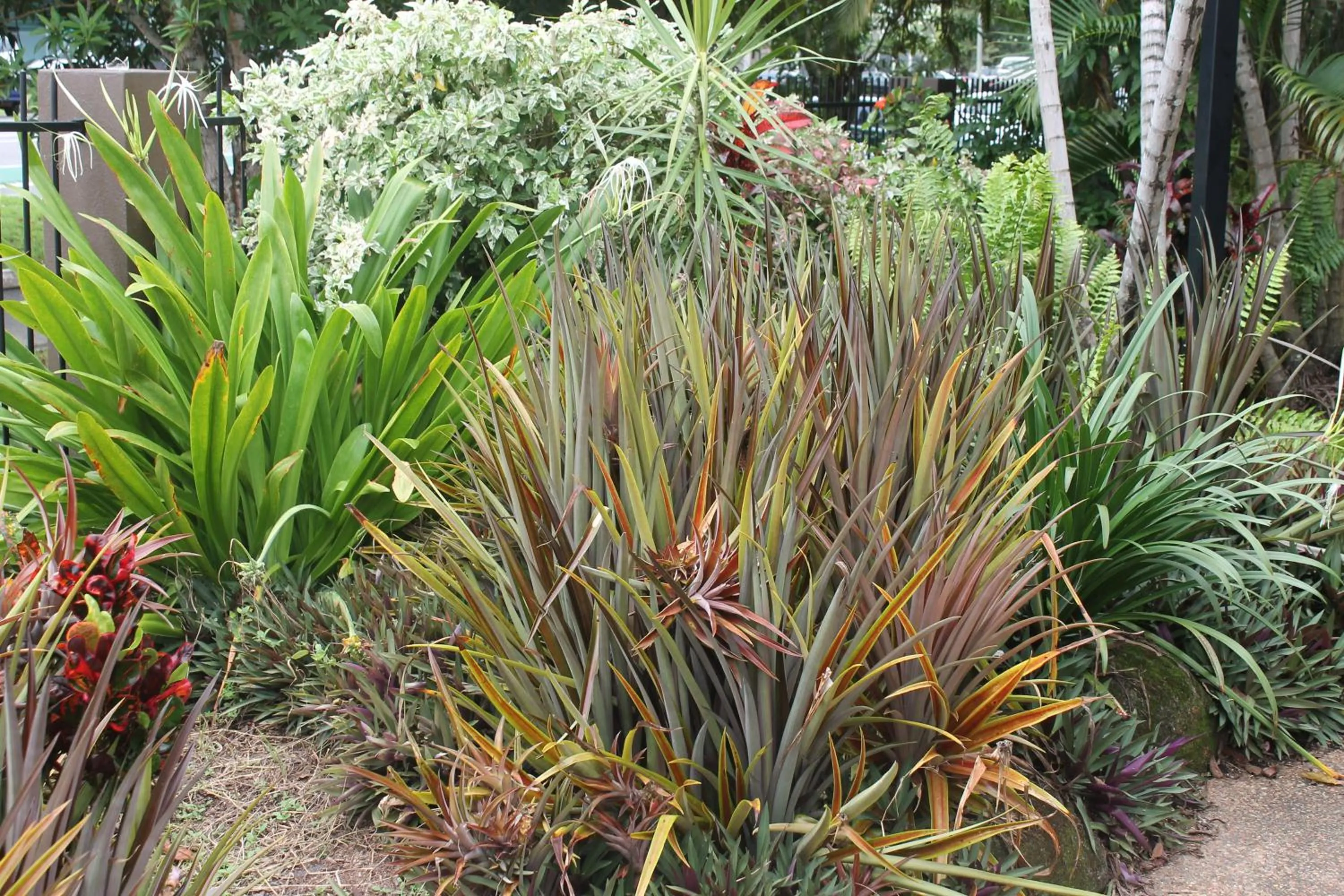 Natural landscape in Bohemia Resort Cairns