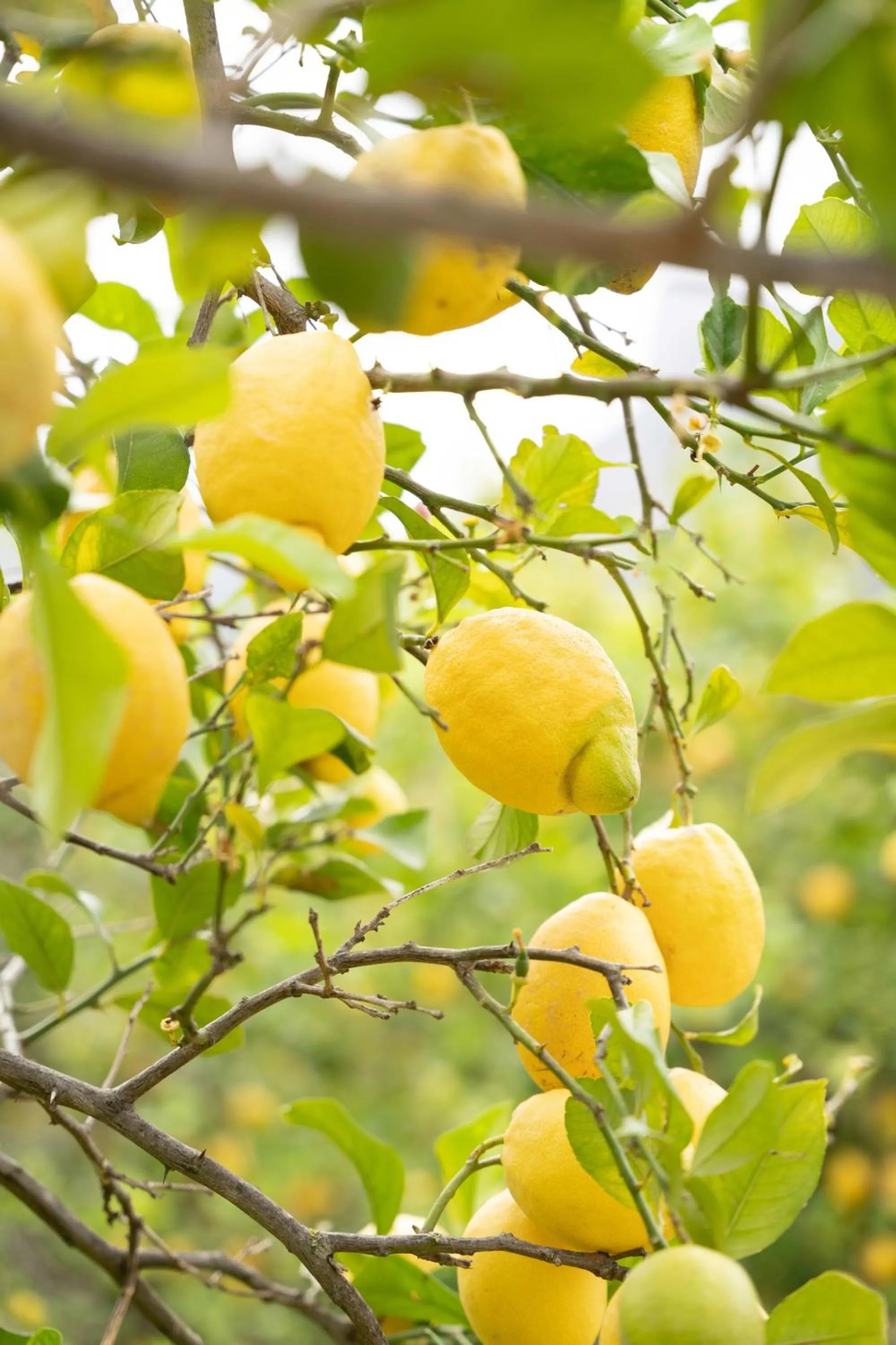 Natural landscape in Finca Ca'n Quatre