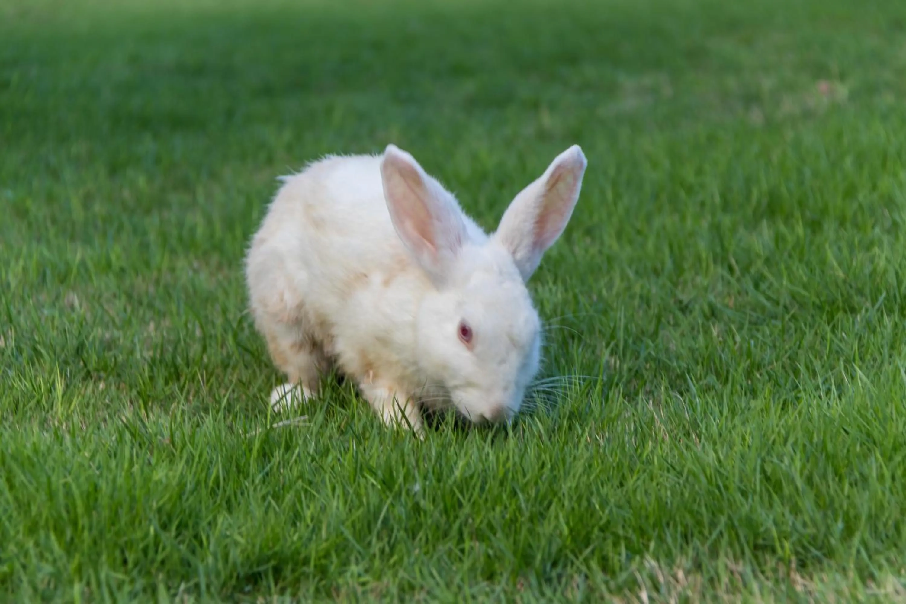 Villa Sky Dancer - Bali