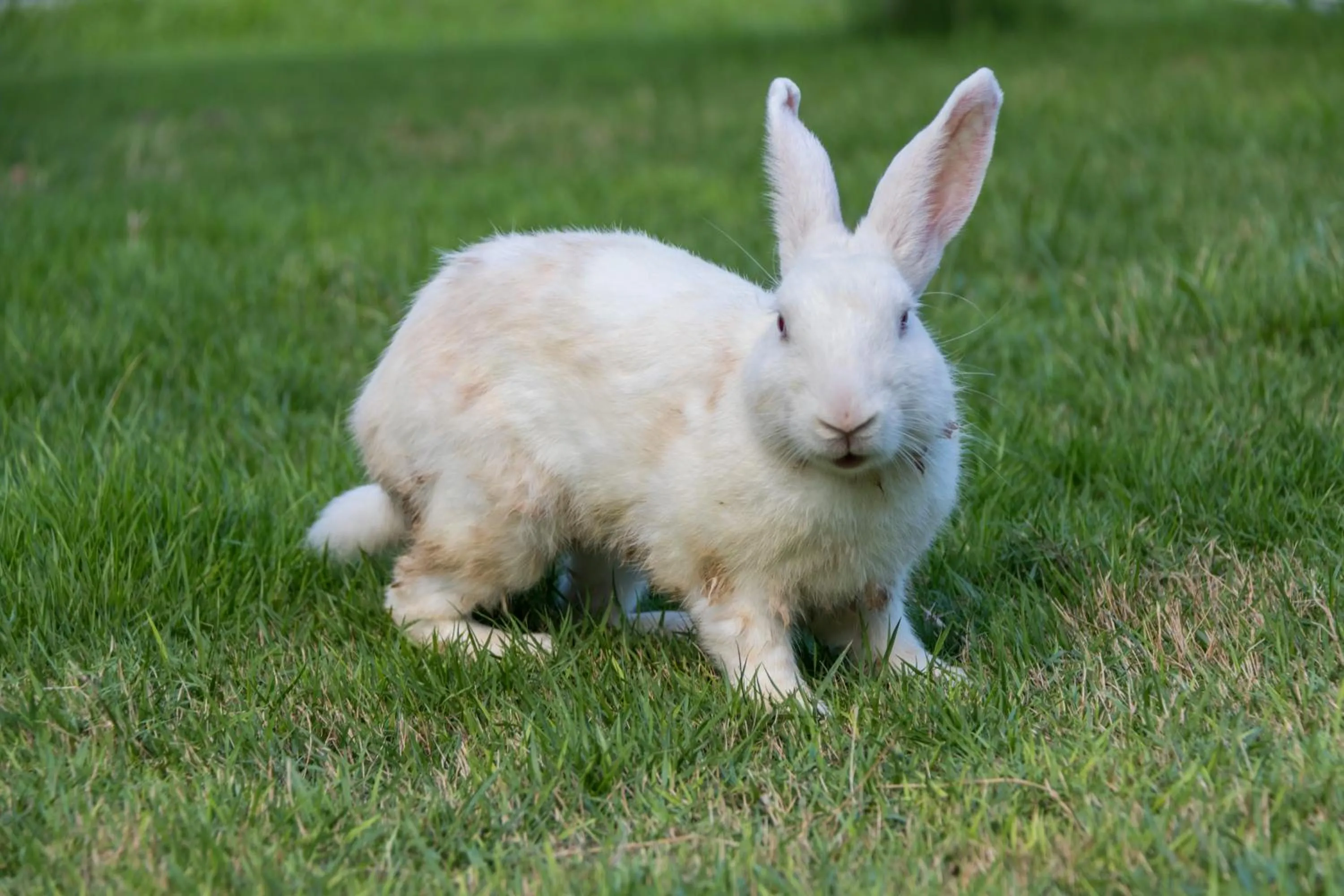 Villa Sky Dancer - Bali