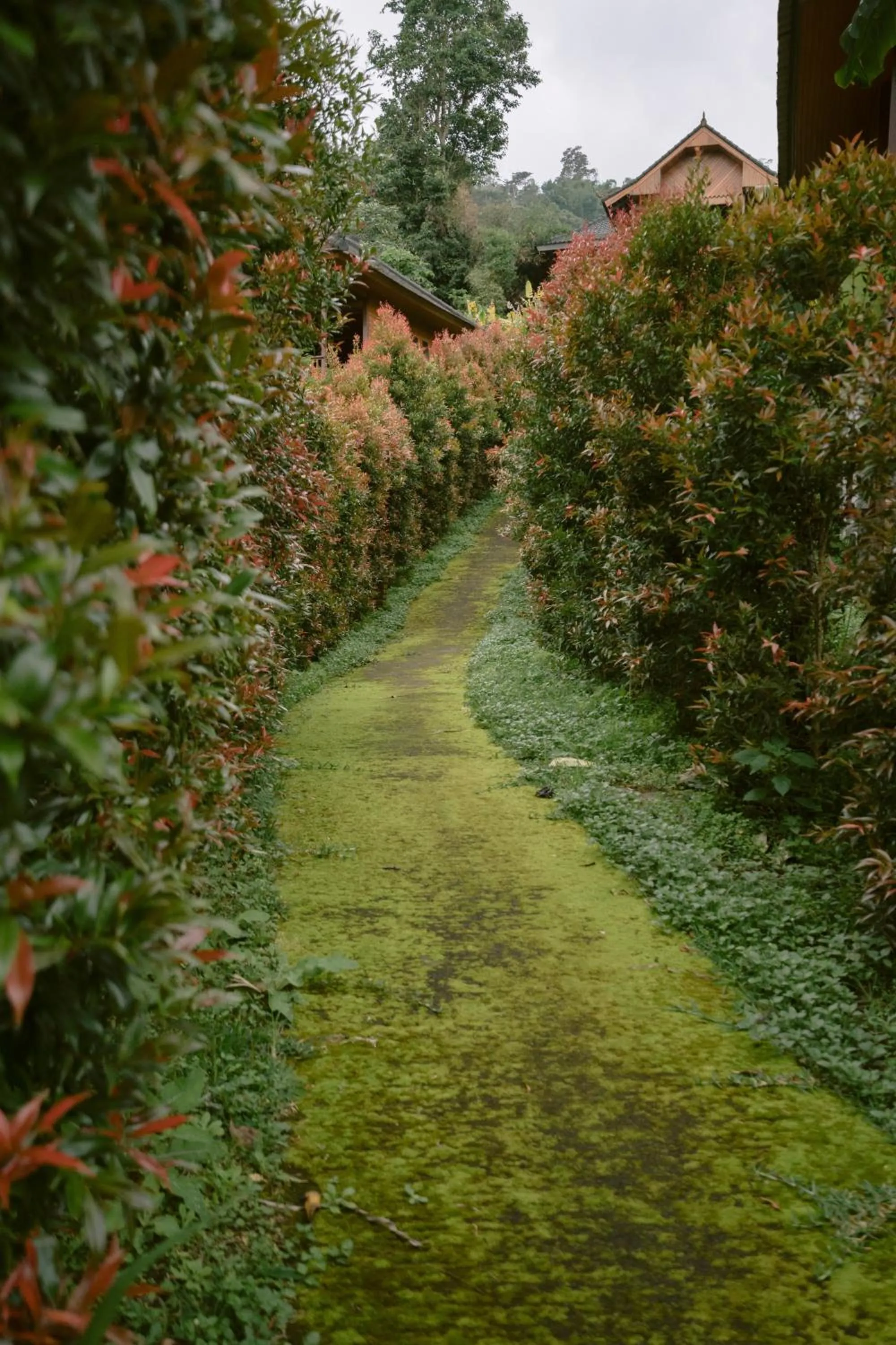 Garden in Munduk Menir Villas