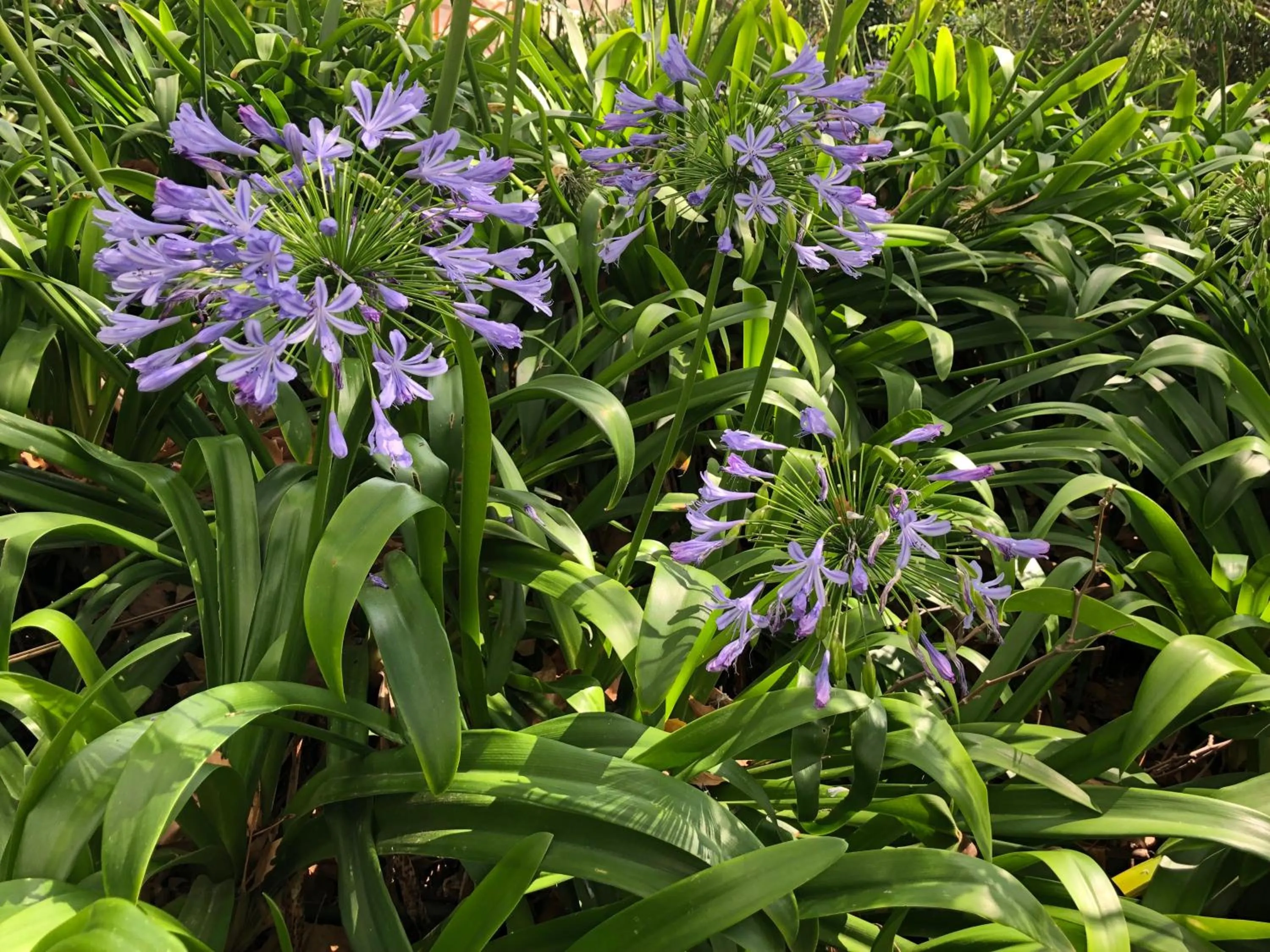 Garden in Atlantic Breeze