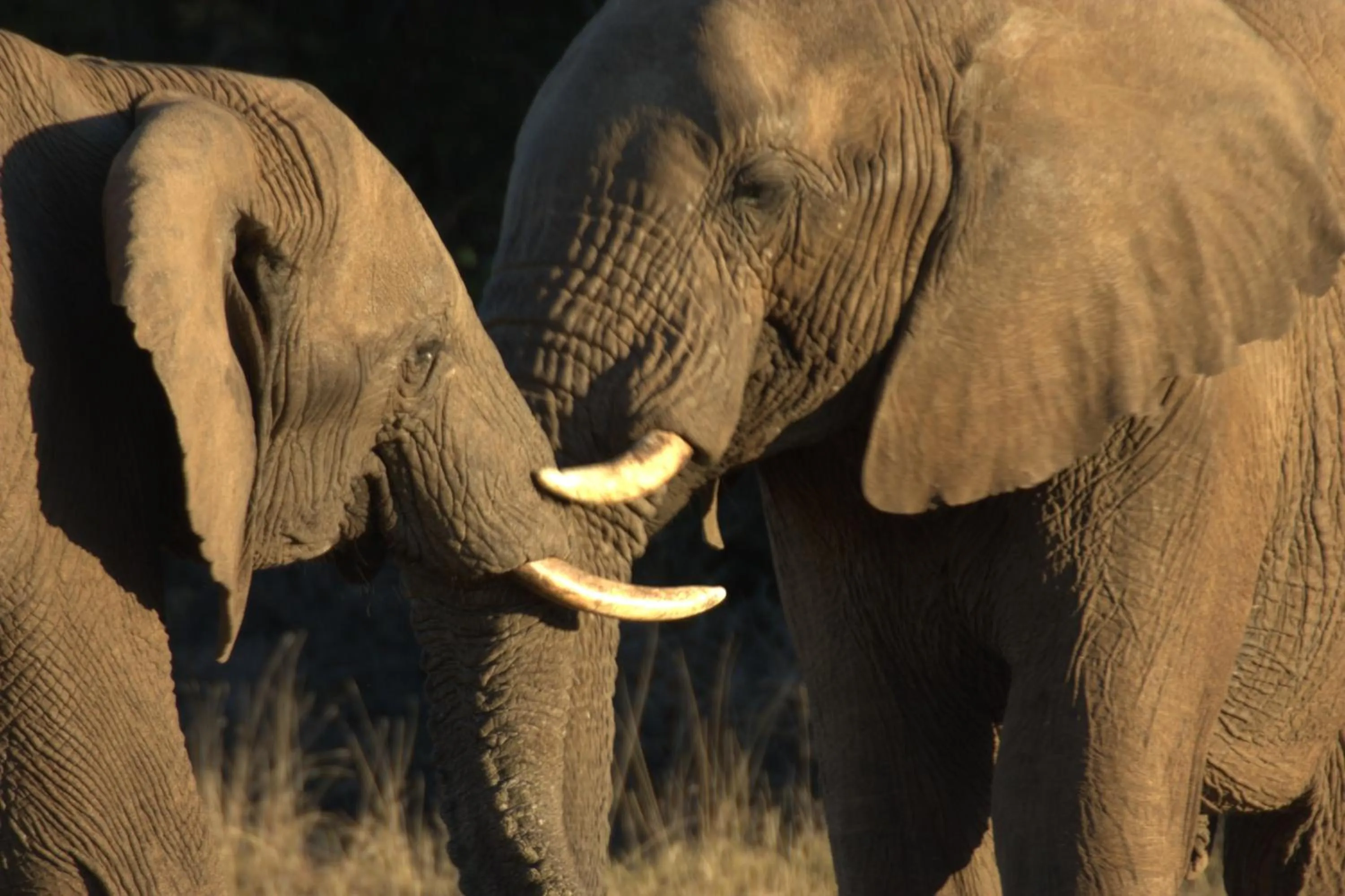 Animals in Atlantic Breeze