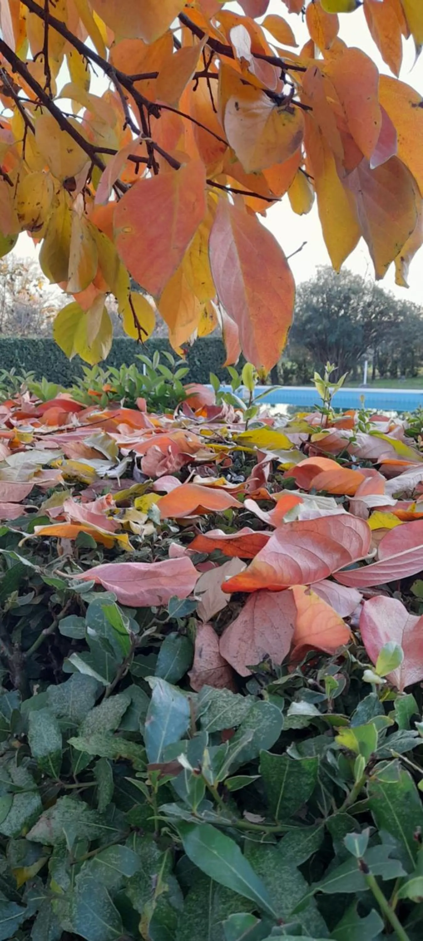 Garden in B&B Da Pio