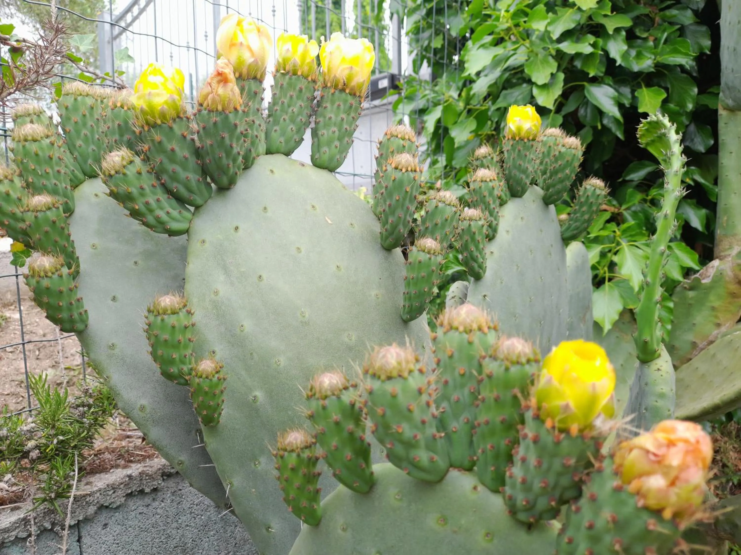 Garden in B&B Da Pio