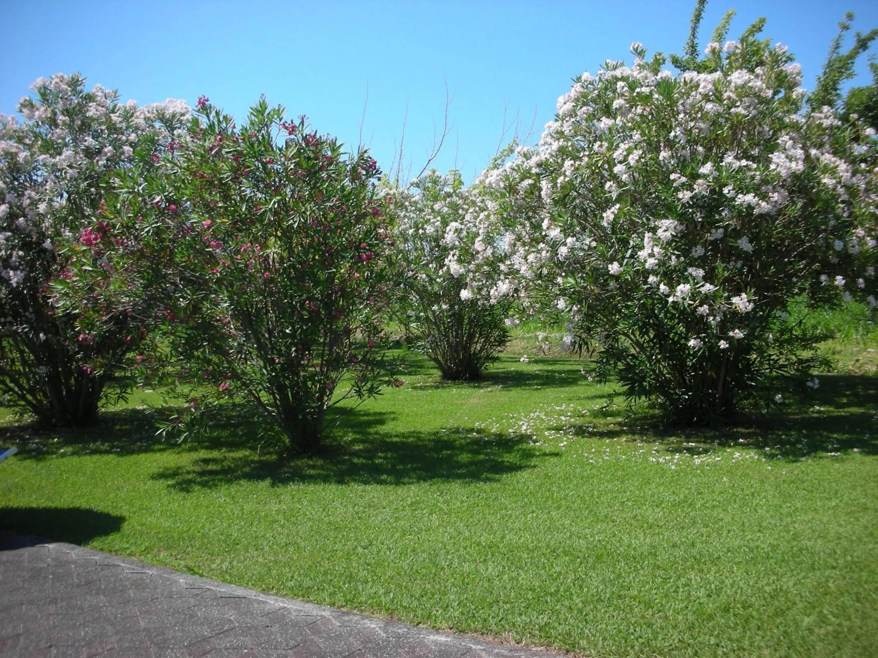 Garden in B&B Da Pio