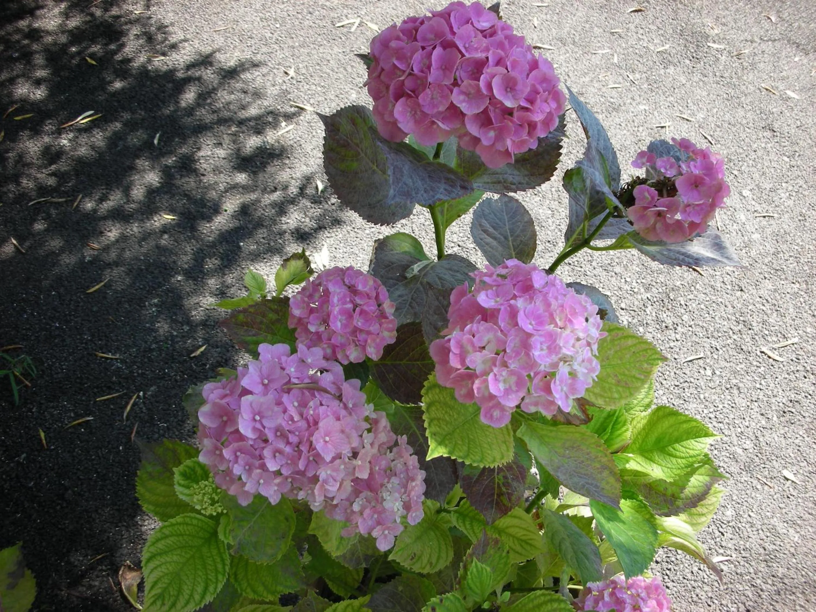 Decorative detail in B&B Da Pio