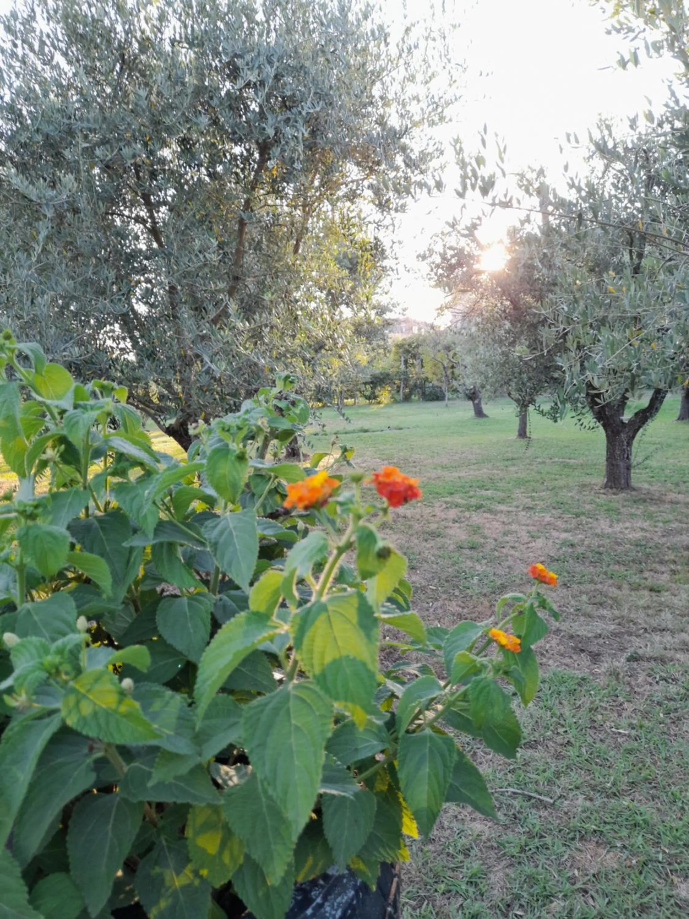 Garden in B&B Da Pio
