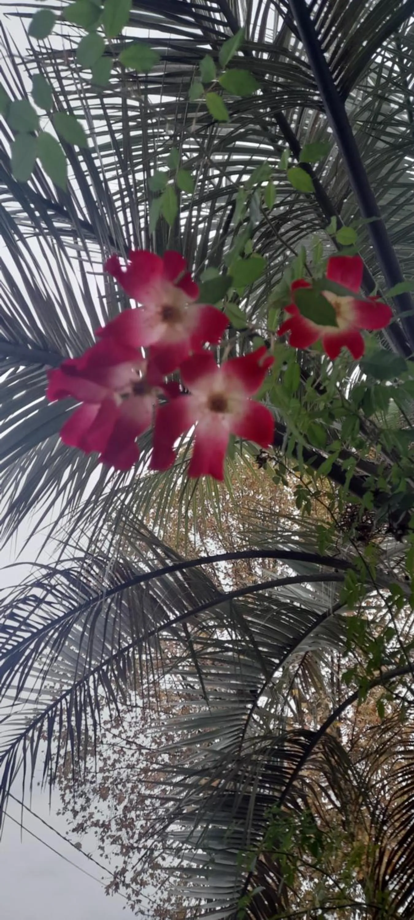 Garden in B&B Da Pio