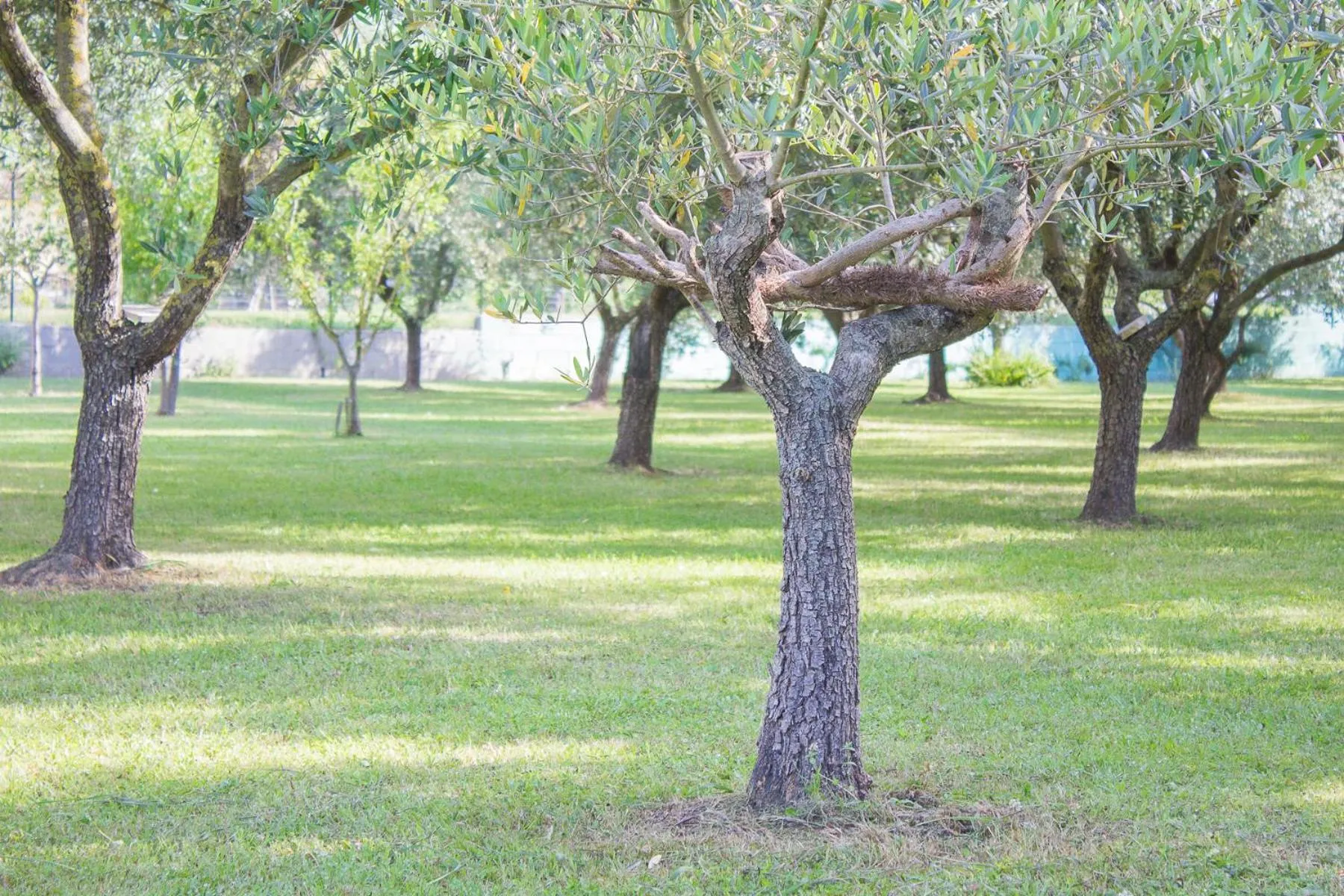Garden in B&B Da Pio