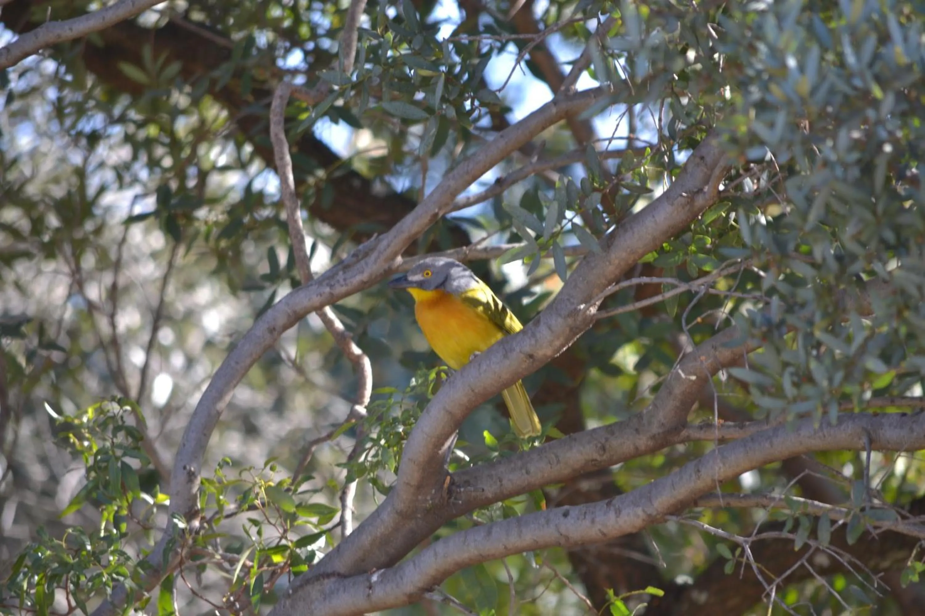 Garden in Lydall Wild Tranquil Garden Suites