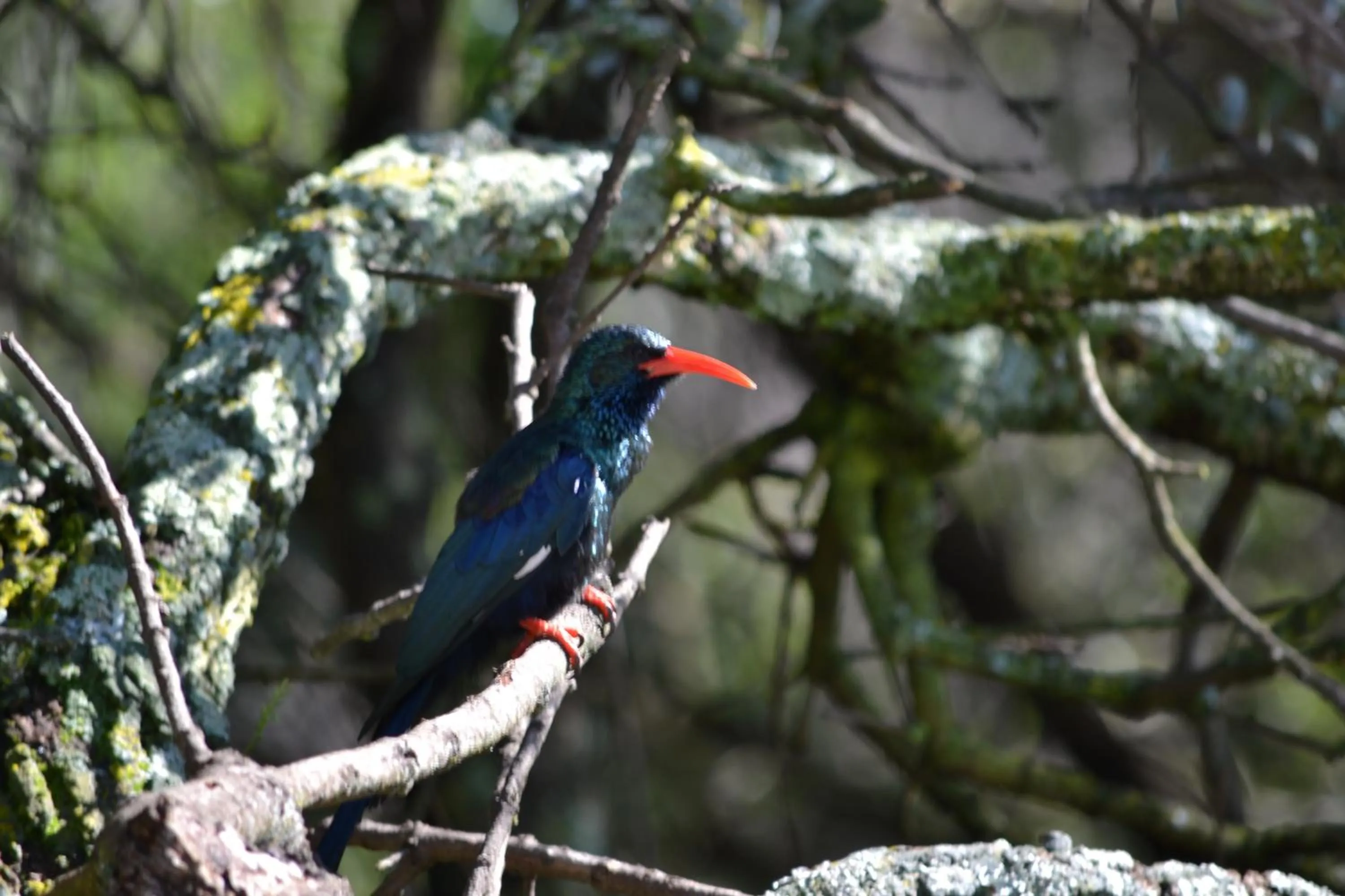 Garden in Lydall Wild Tranquil Garden Suites