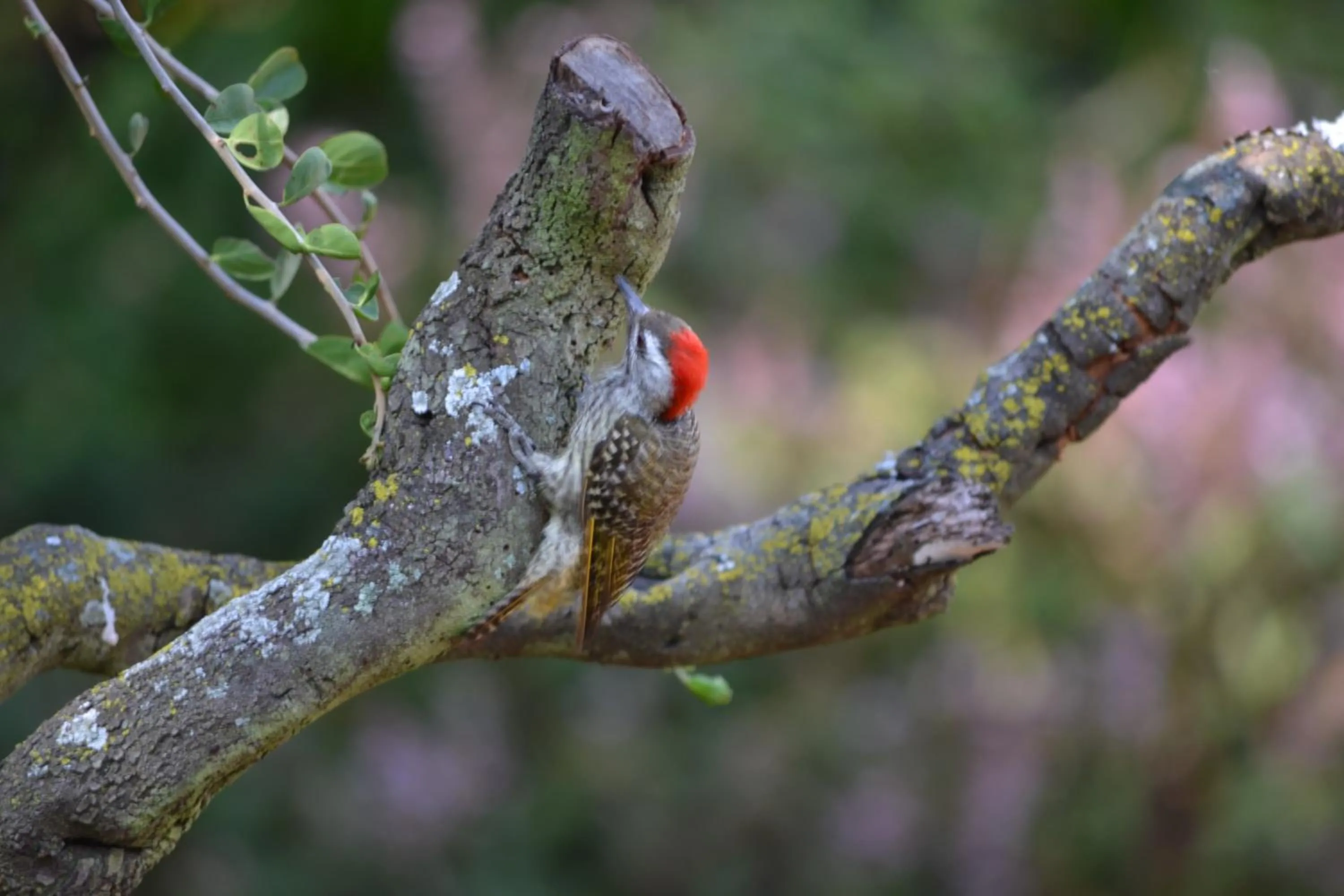 Activities in Lydall Wild Tranquil Garden Suites