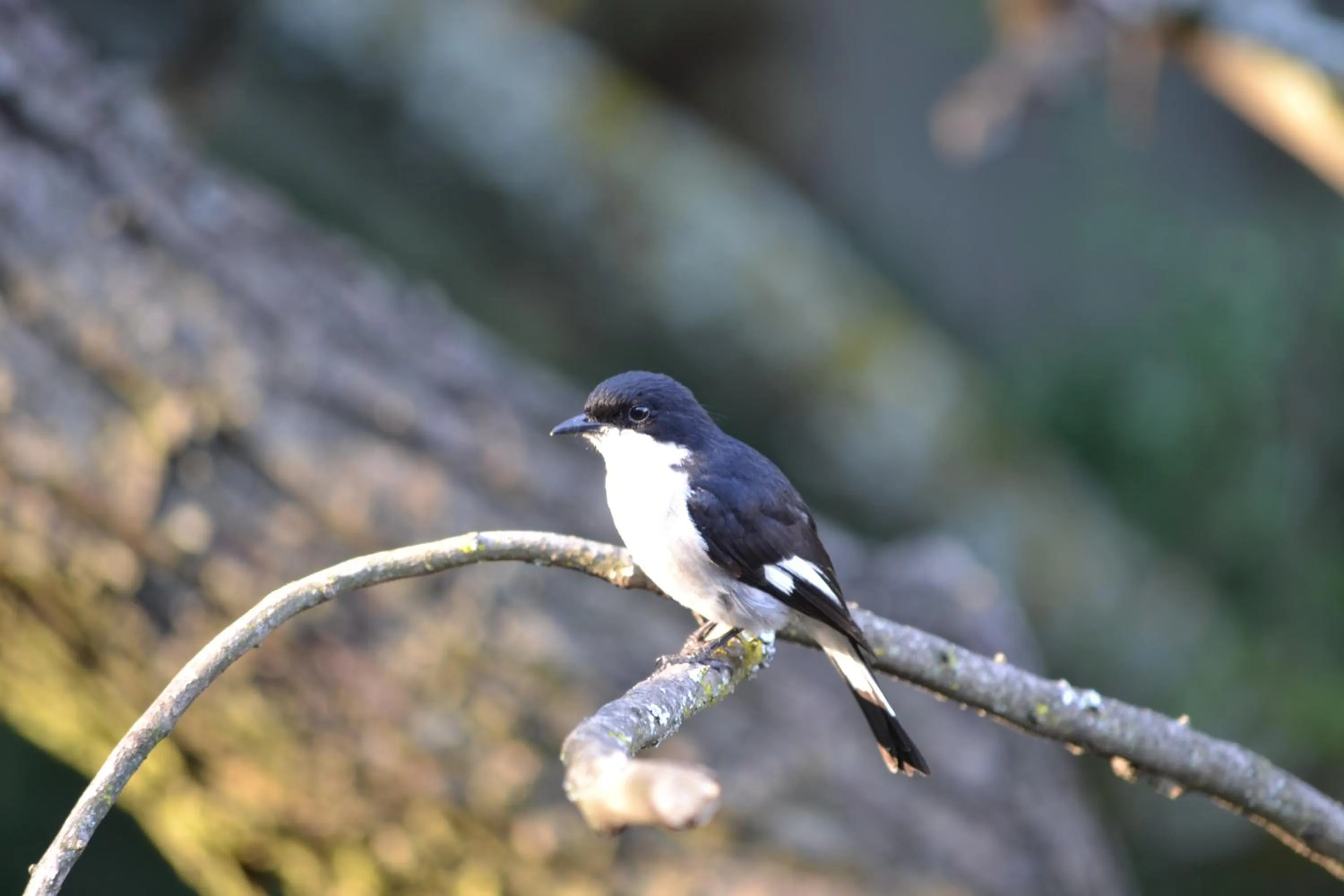 Garden in Lydall Wild Tranquil Garden Suites