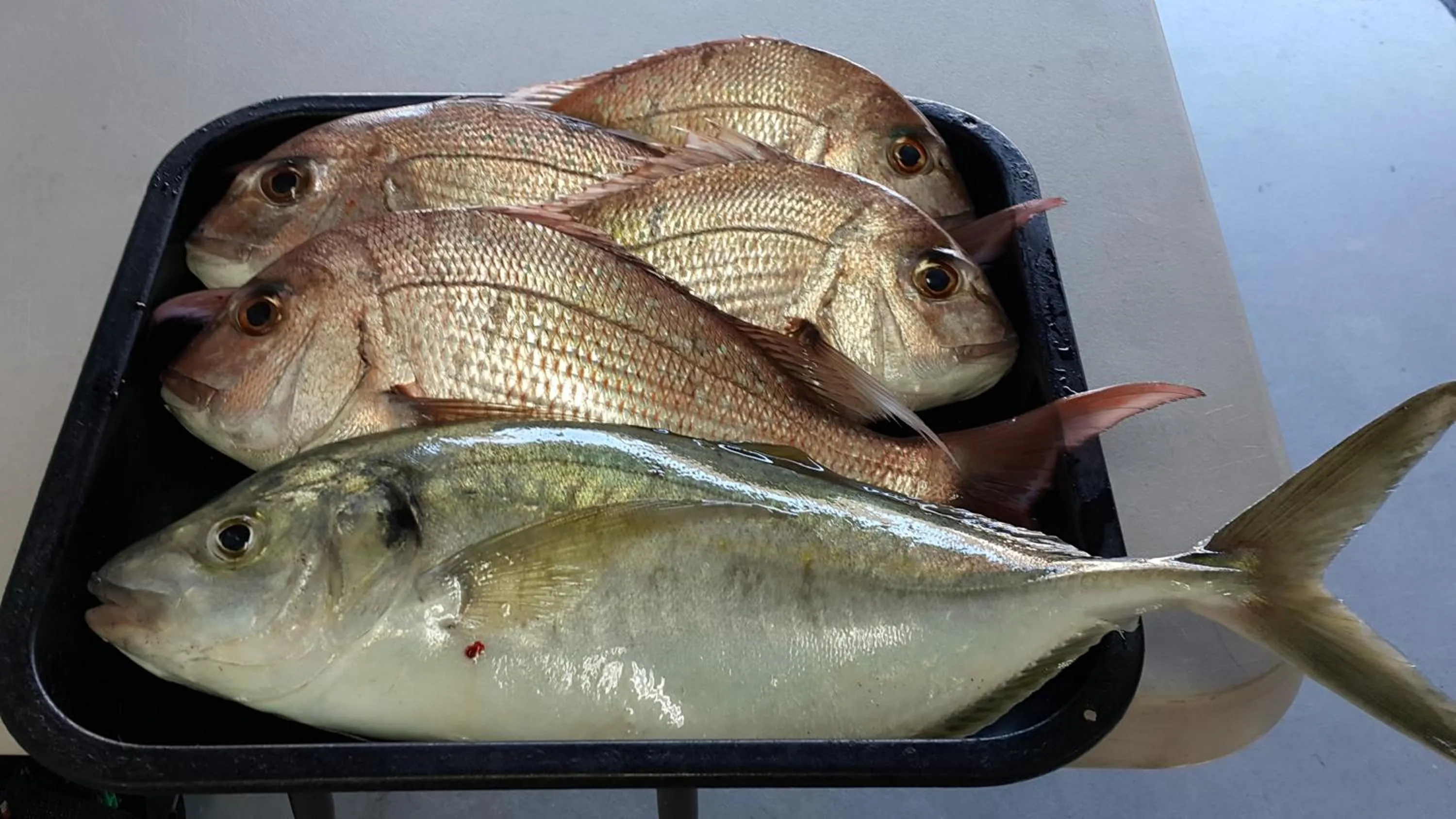 Fishing in Bay Palm Motel