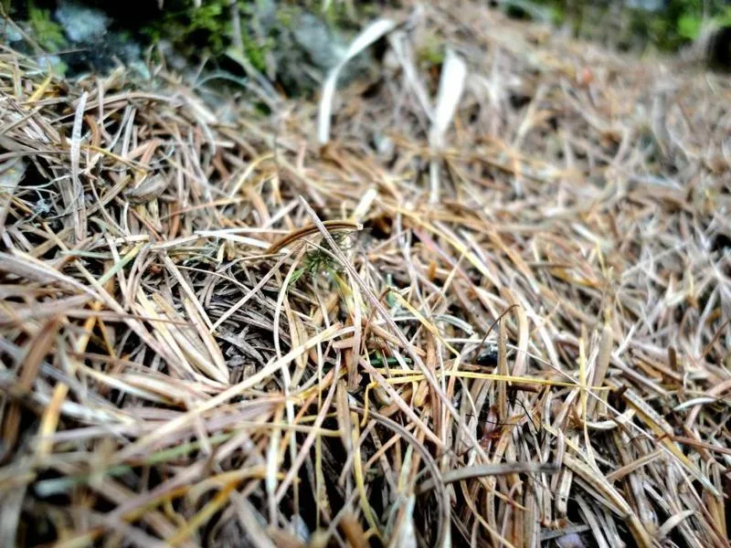 Decorative detail in Hotel Ehrwalderhof