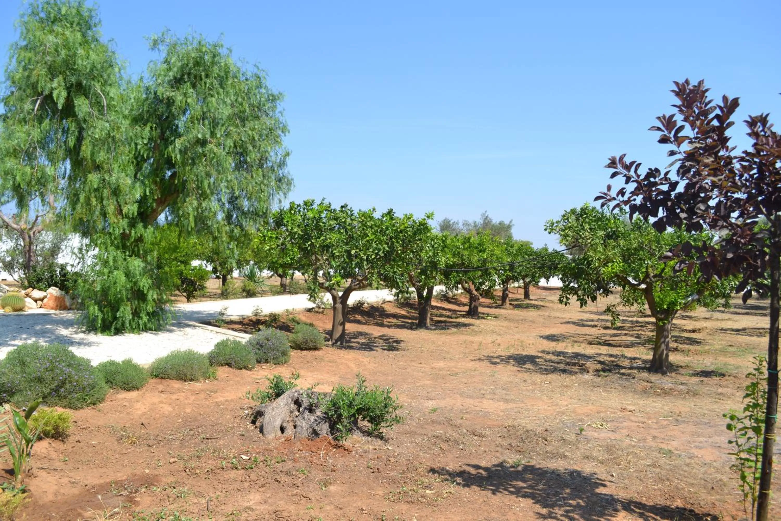 Garden in Tenuta Arate