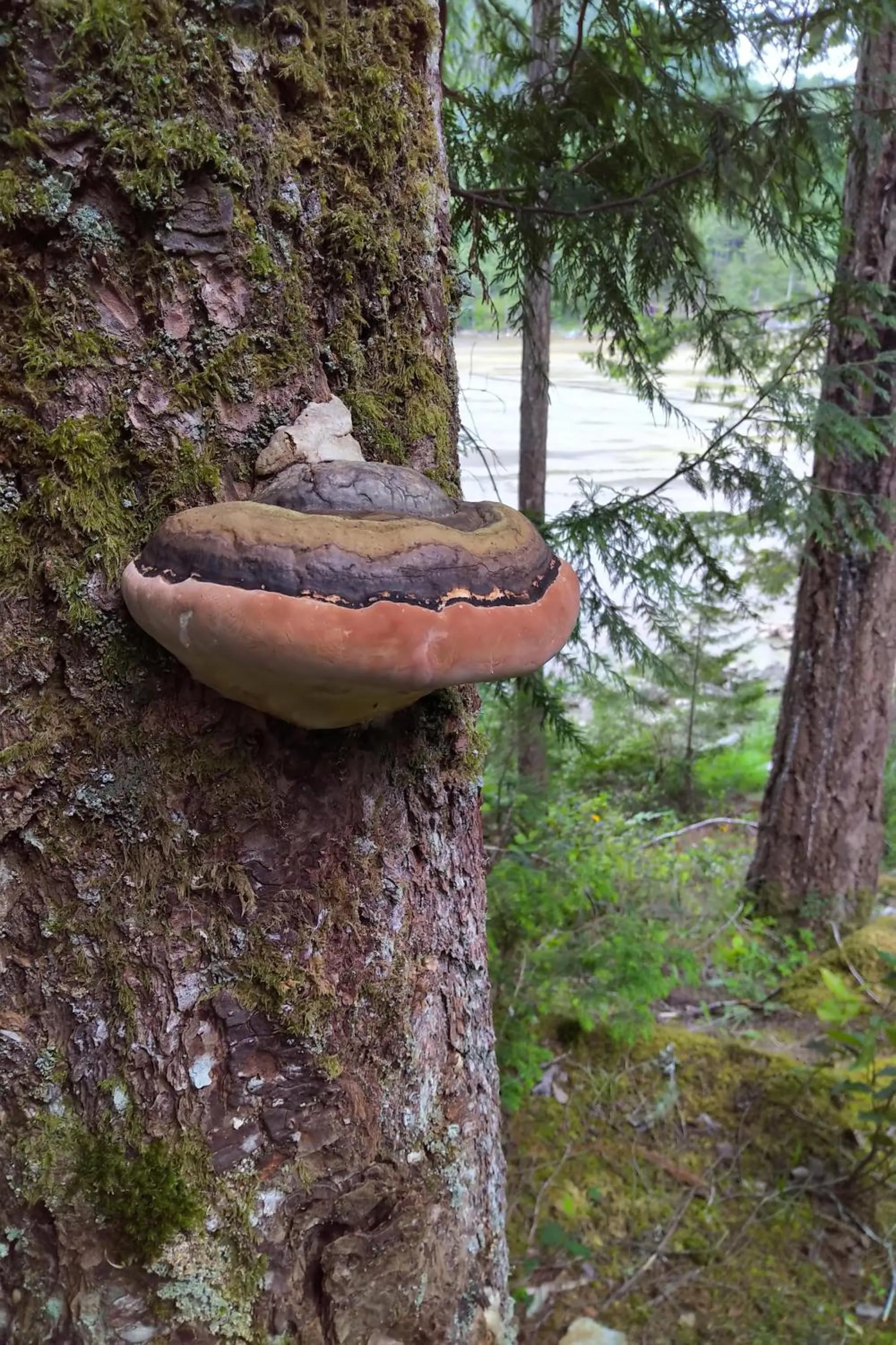 Garden in The Perch at Moon Dance