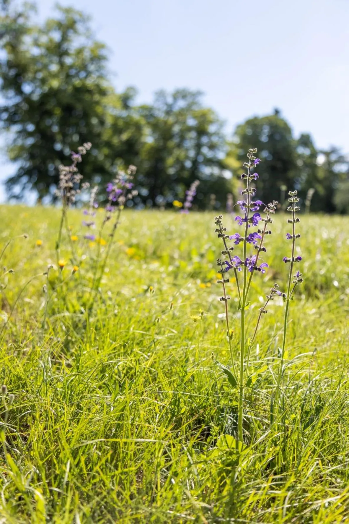 Natural landscape in Domaine Les Sources de Dieulefit