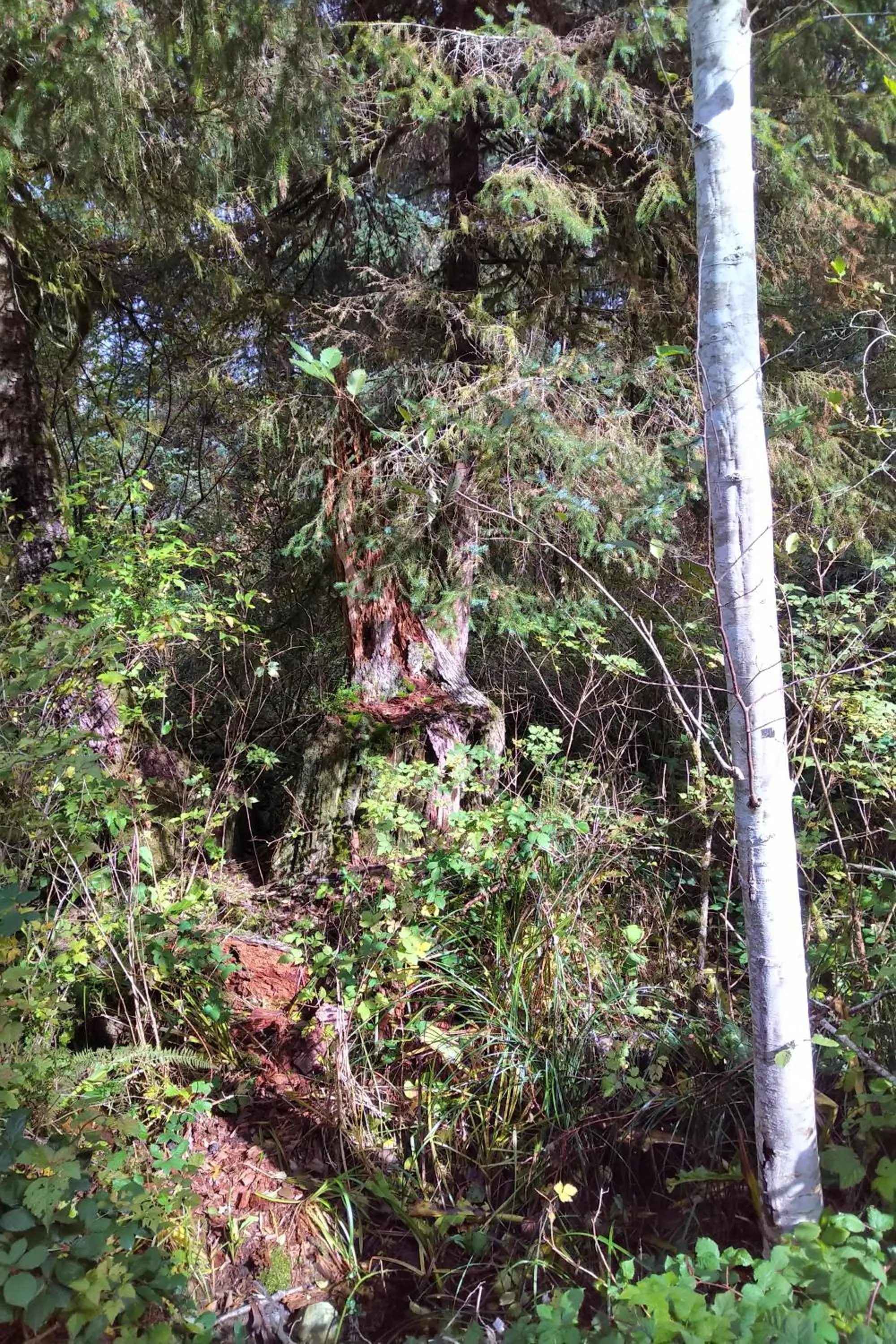 Natural landscape in The Cabin at Moon Dance
