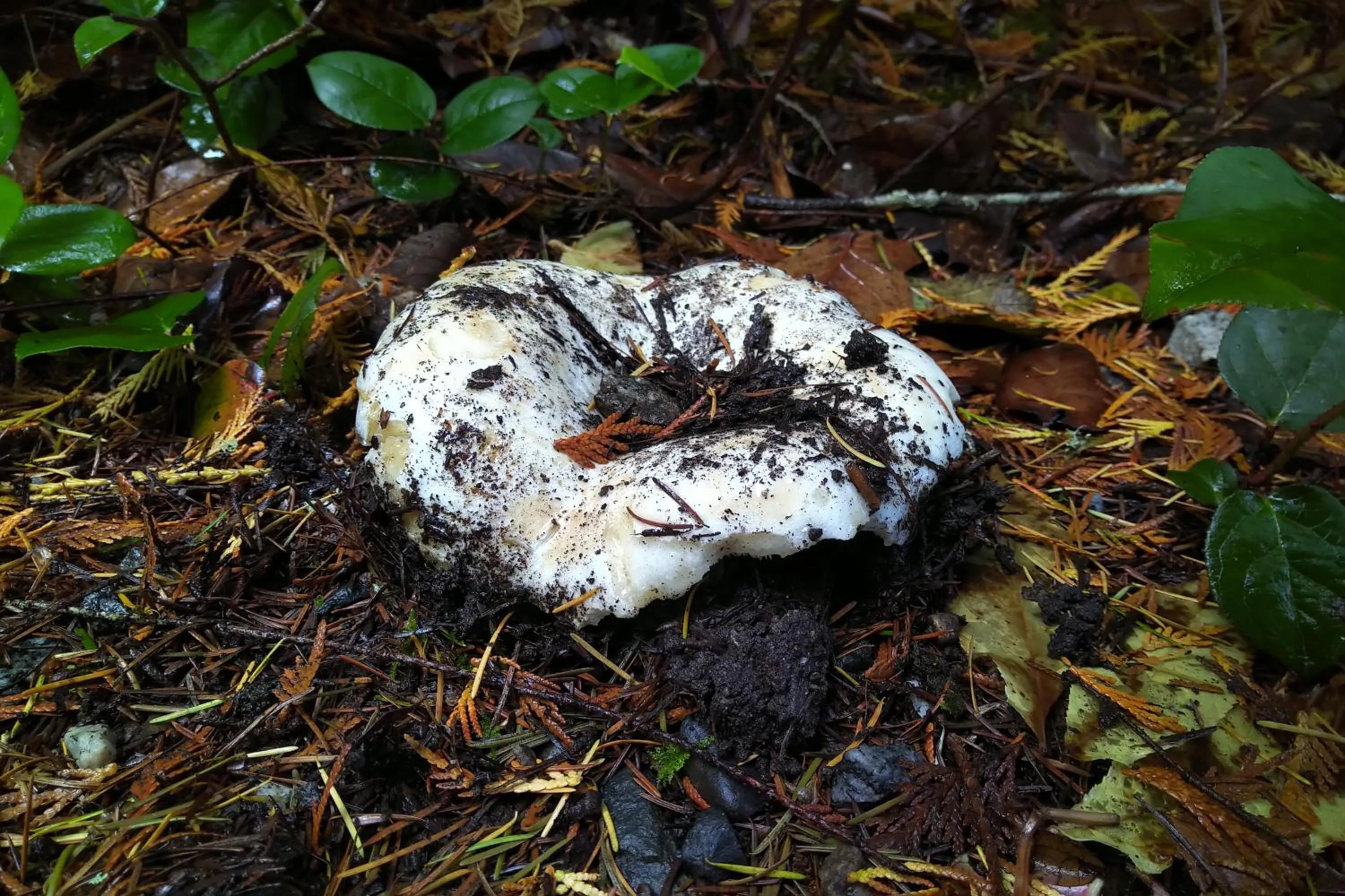 Garden in The Cabin at Moon Dance