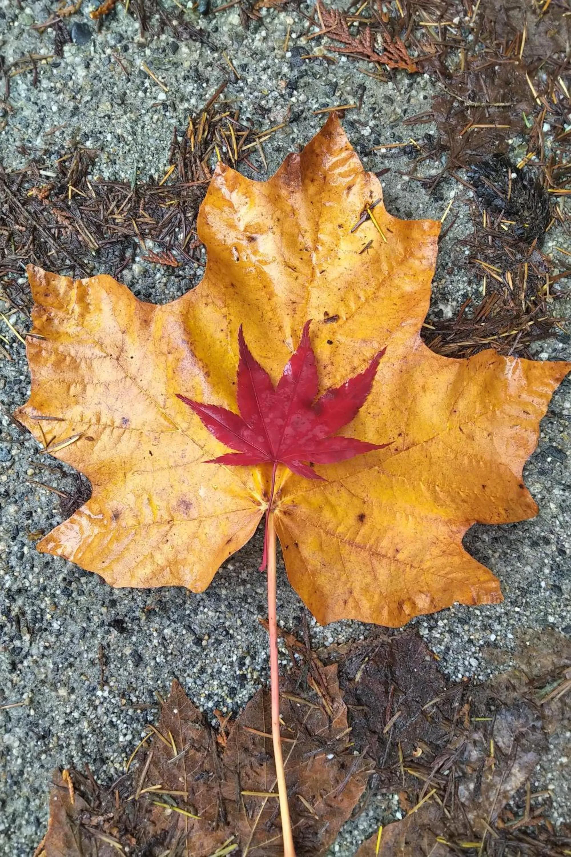 Natural landscape in The Cabin at Moon Dance