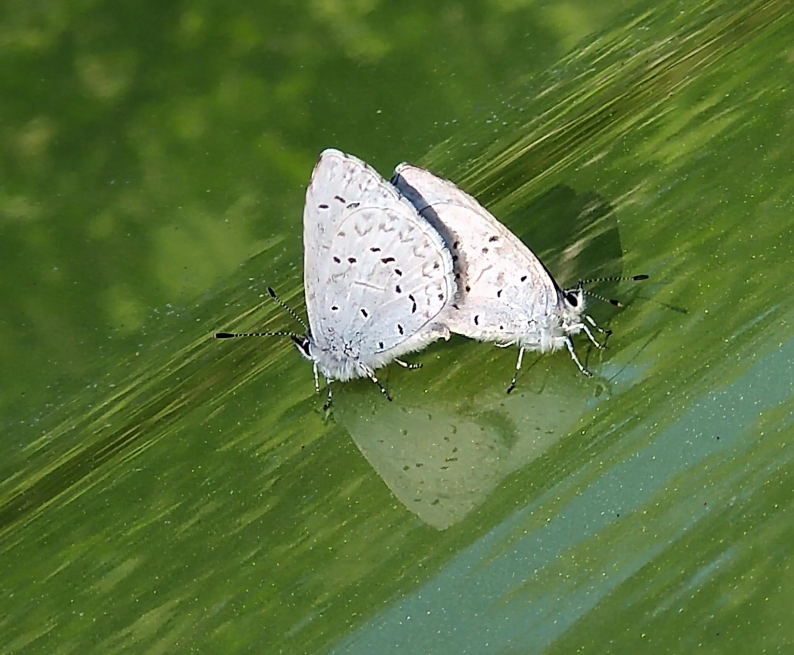 Garden in The Cabin at Moon Dance