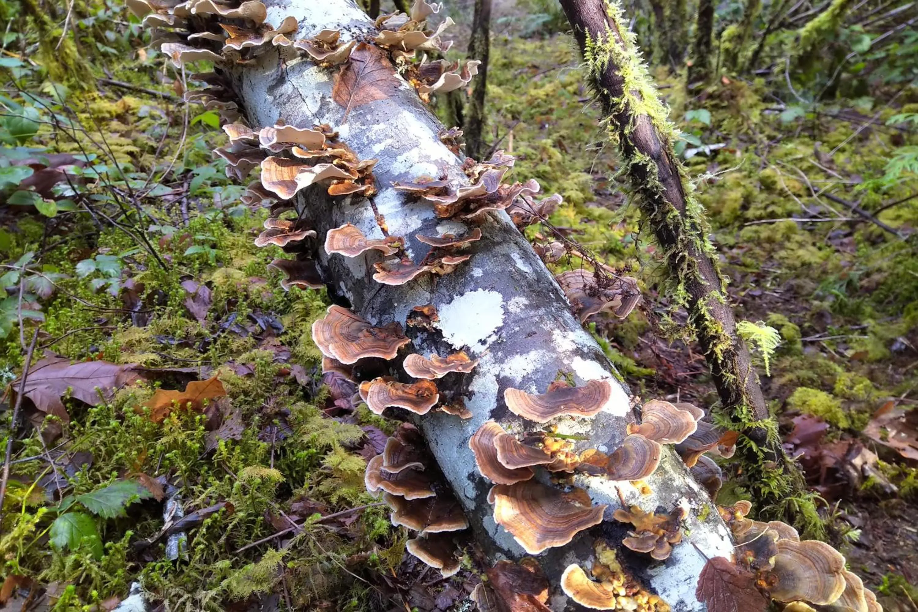 Natural landscape in The Cabin at Moon Dance