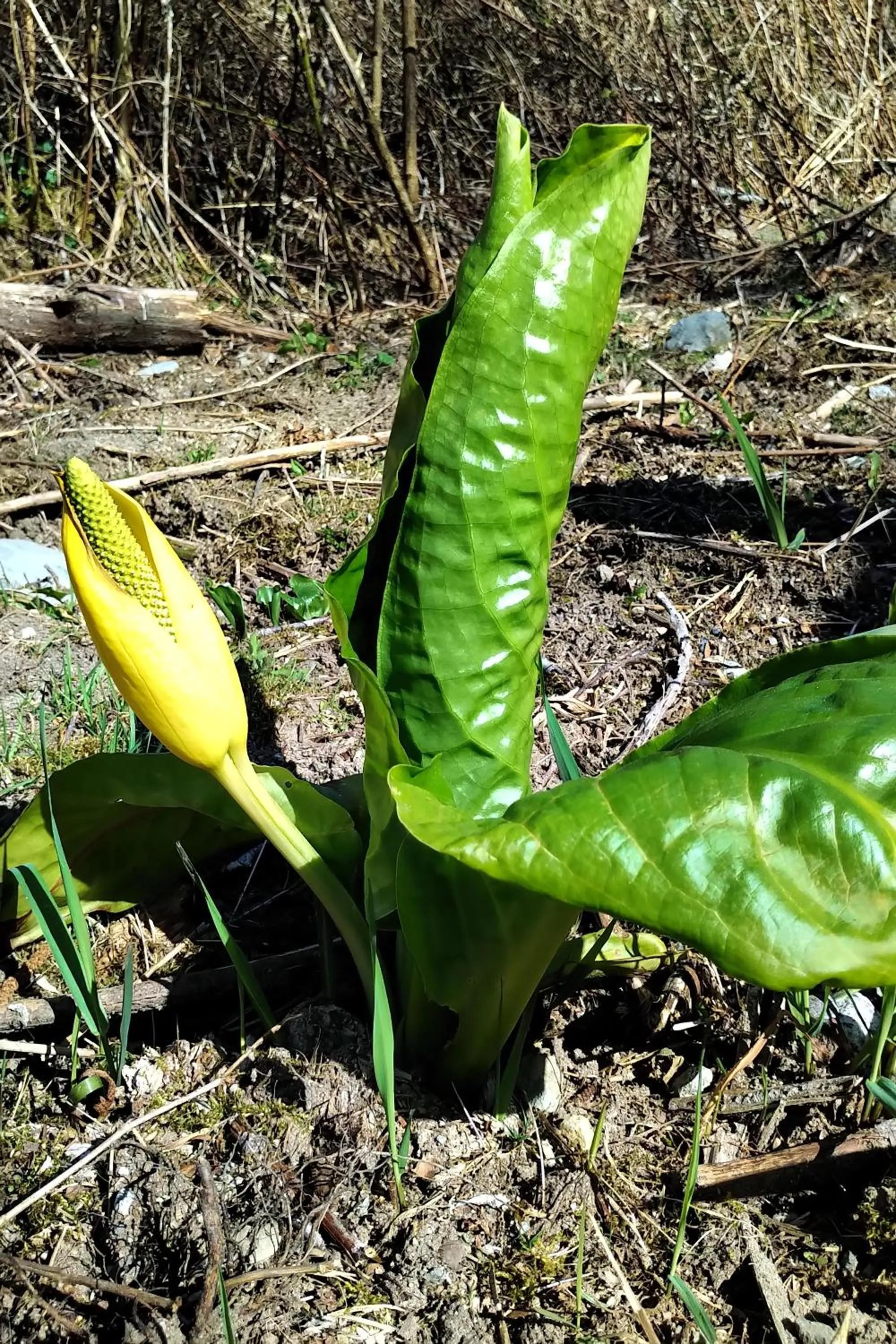 Natural landscape in The Cabin at Moon Dance