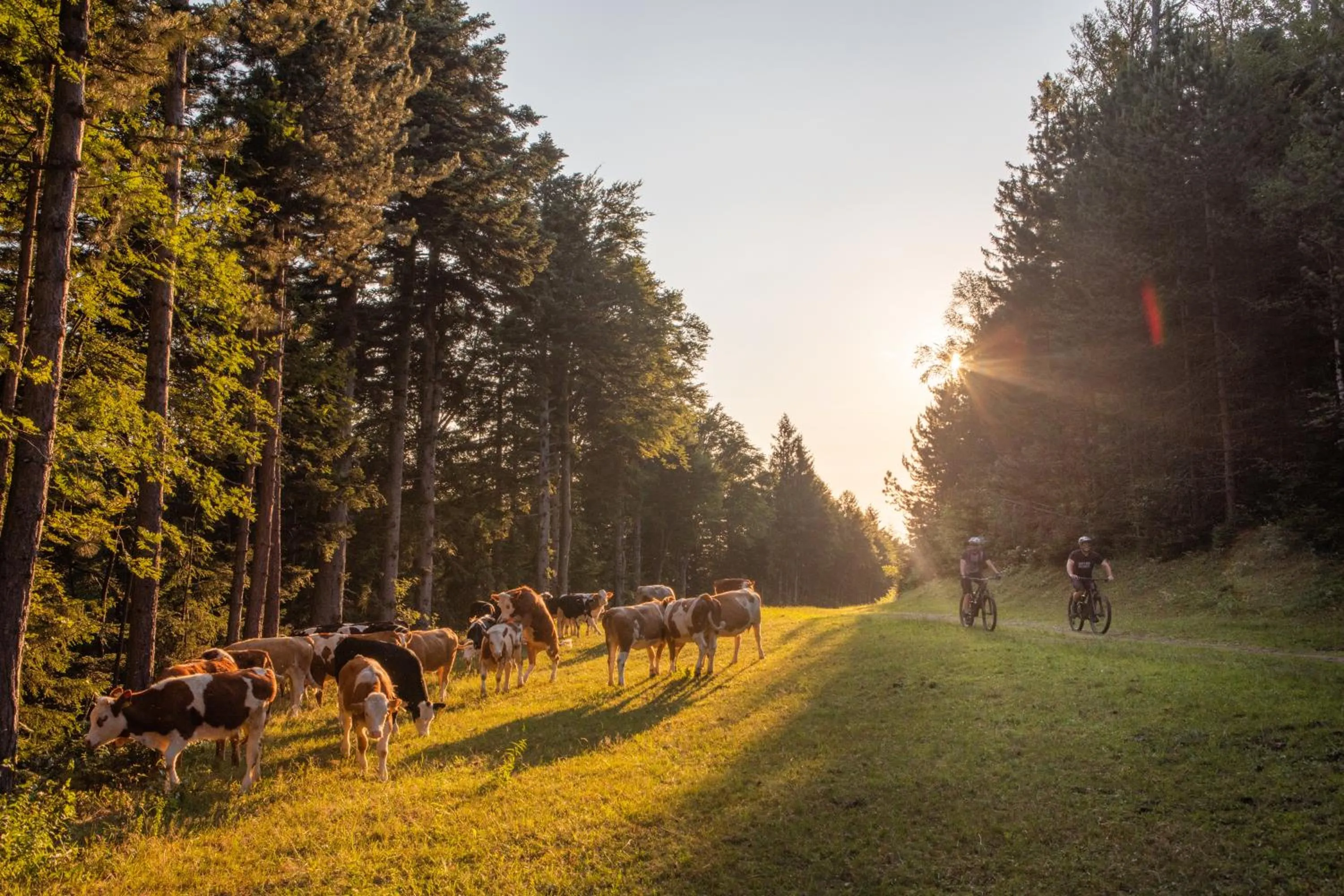 Day in Pohorje Village Wellbeing Resort - Forest Hotel Videc