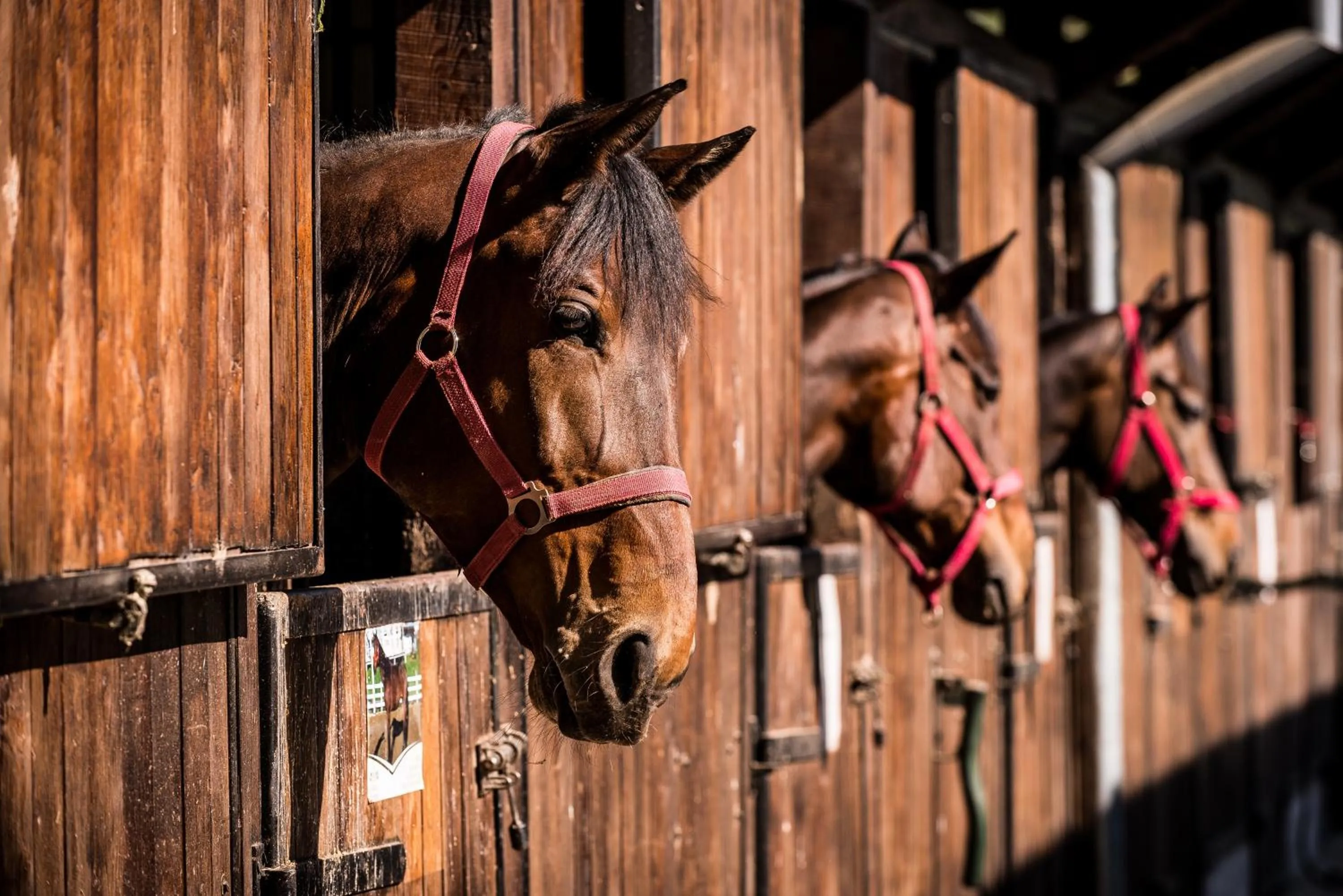 Animals in Conacul Archia