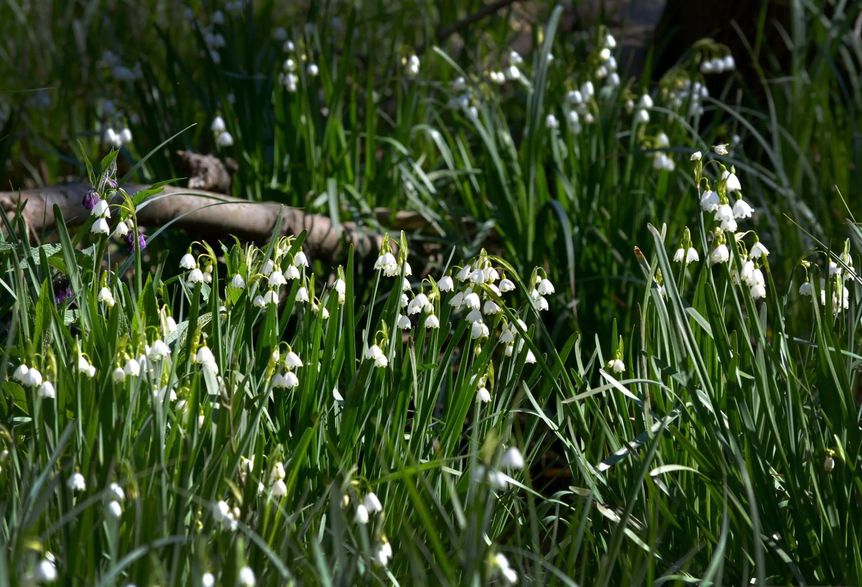 Natural landscape in Hotel Slavuna