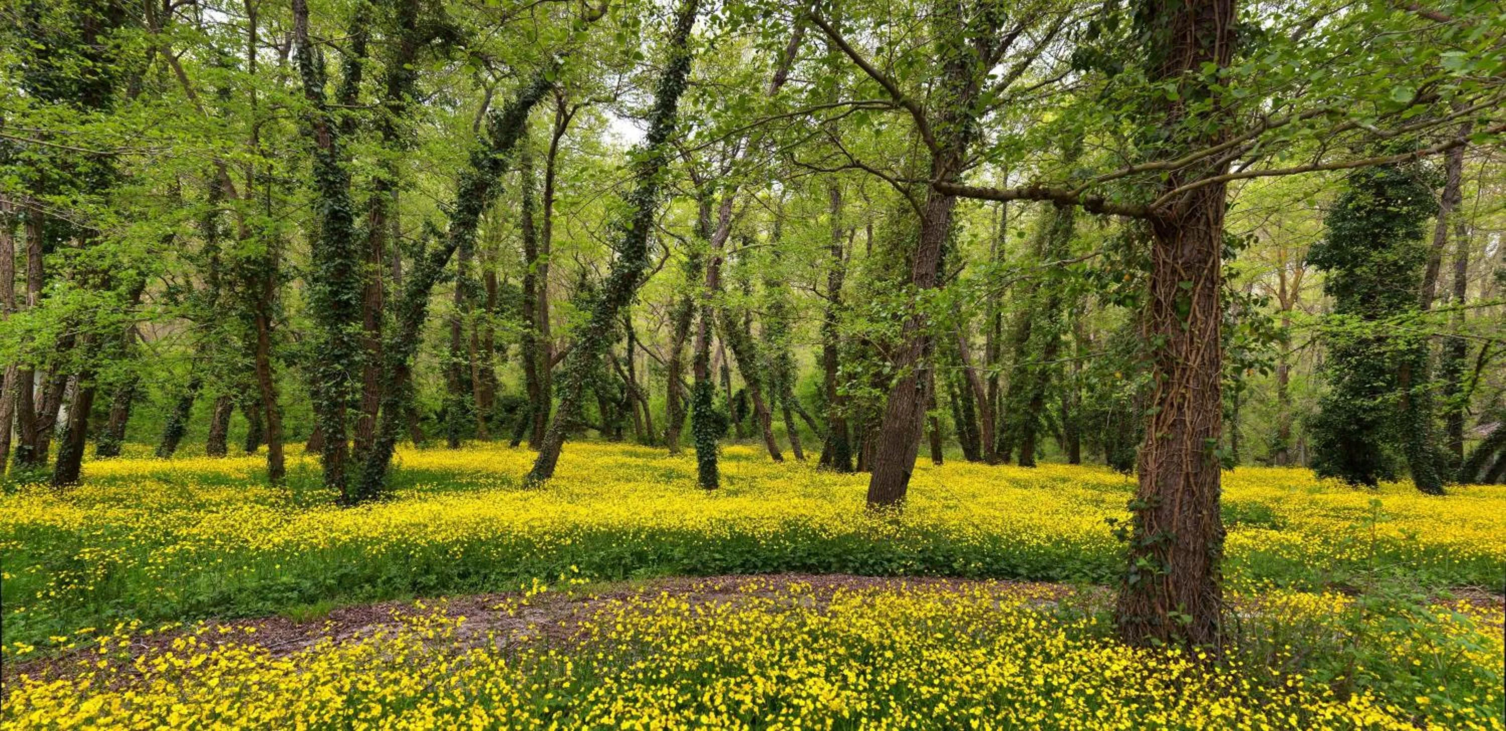 Natural landscape in Hotel Slavuna