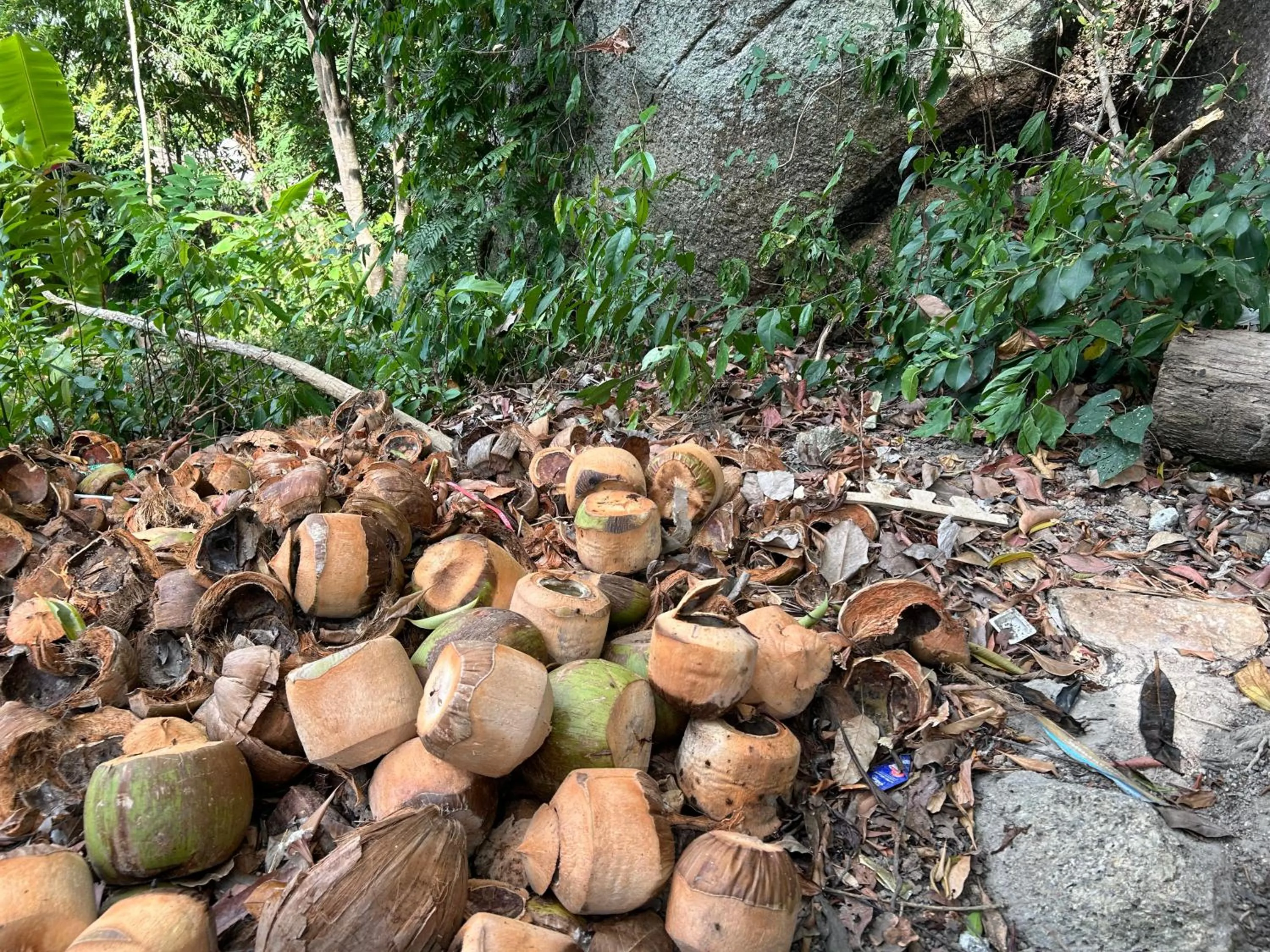 Cookies Salad Resort
