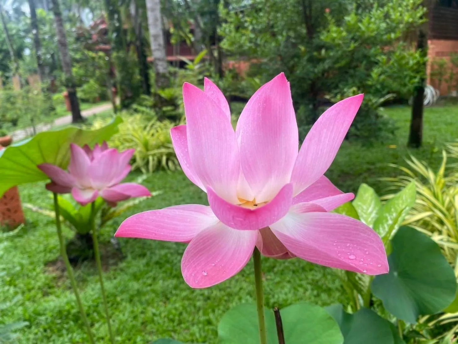 Garden in Royal Phawadee Village Patong - 2 Minutes walk to the beach