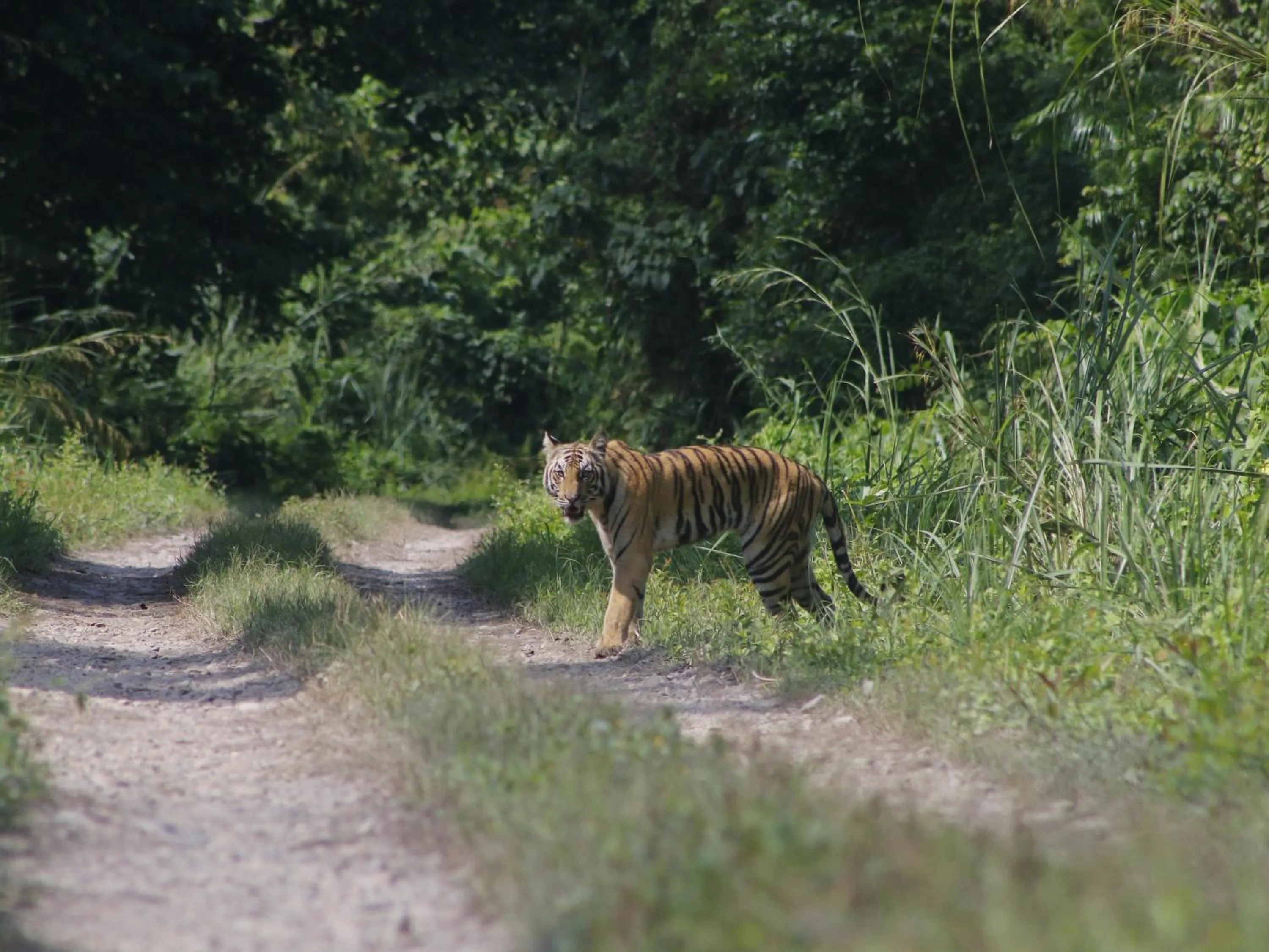 Activities in Hotel Rhino Land-Sauraha Family Home