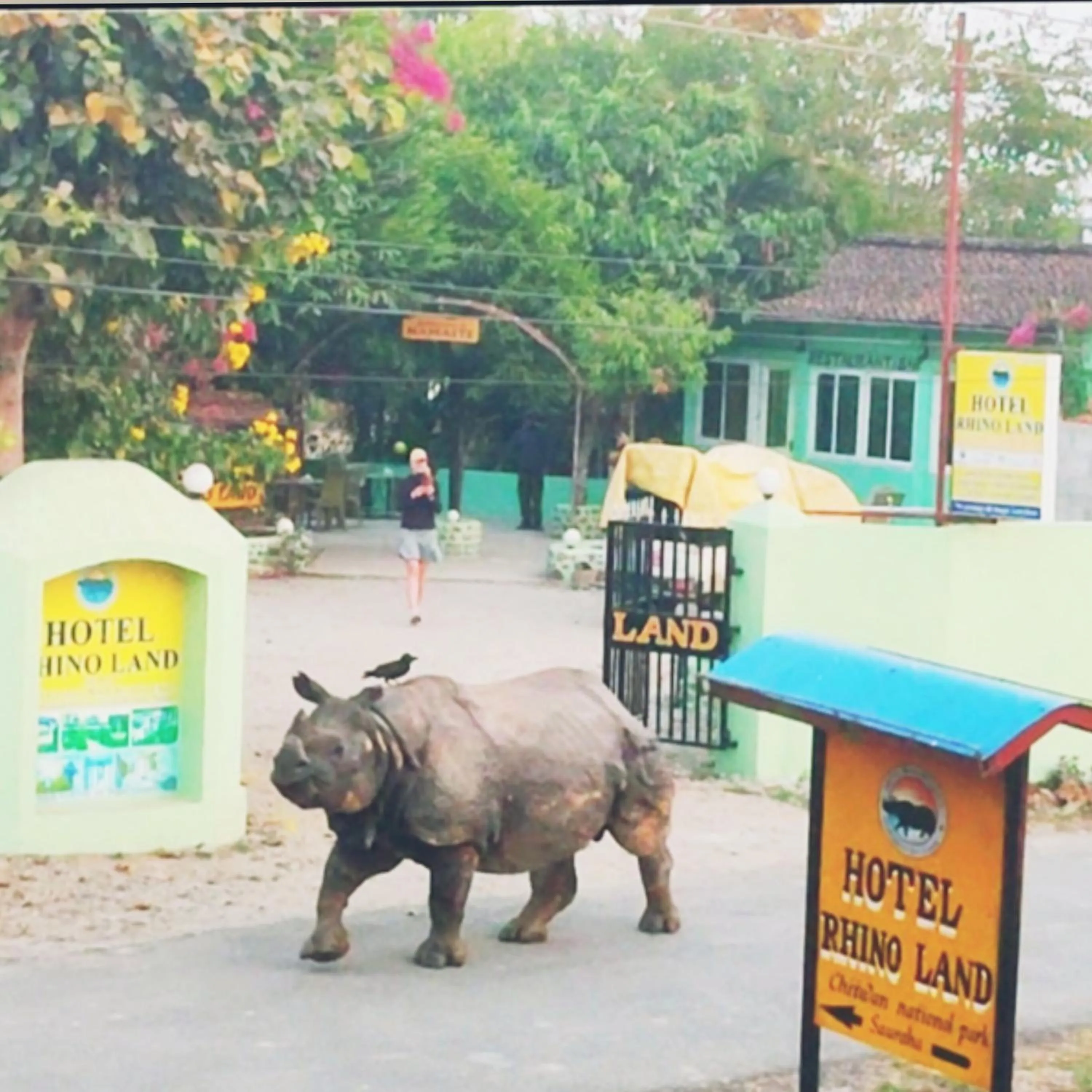 Animals in Hotel Rhino Land-Sauraha Family Home