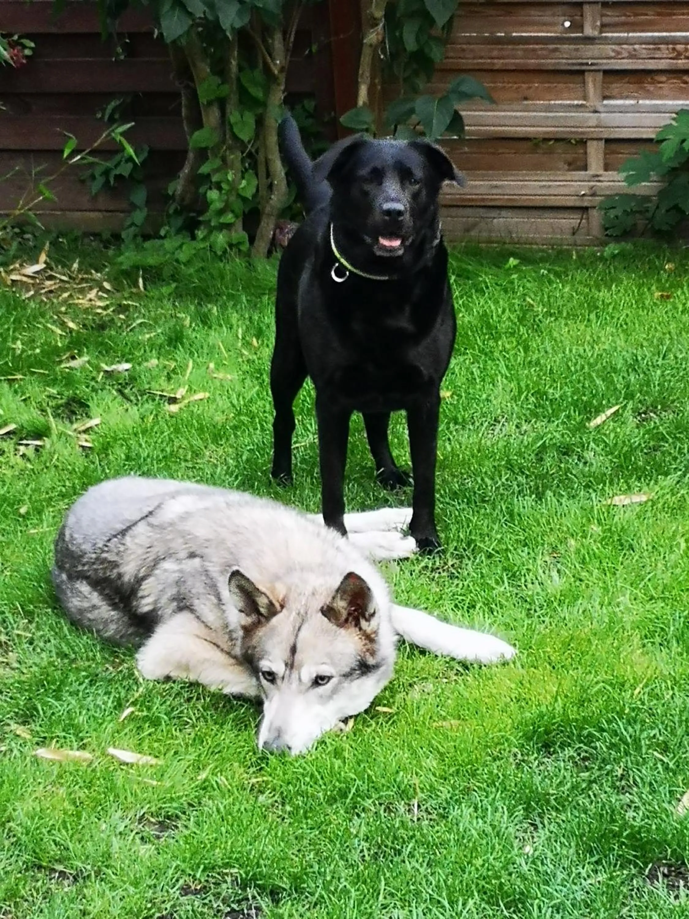 Animals in La Maison D'ayona