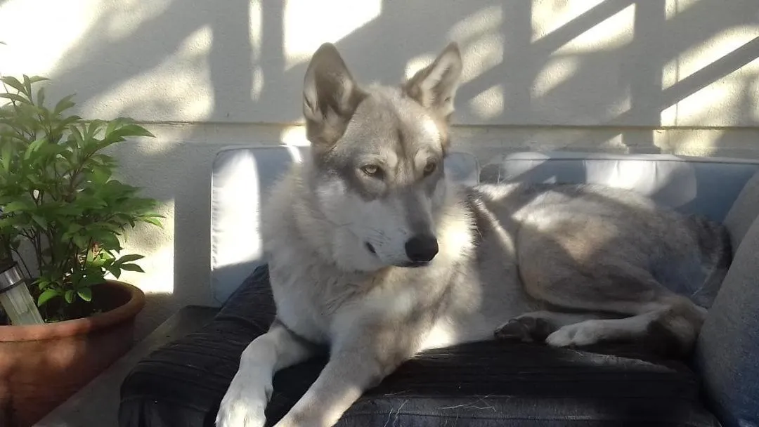 Pets in La Maison D'ayona