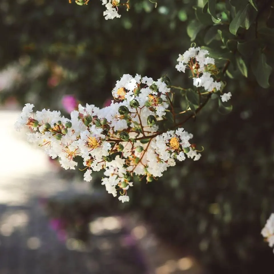 Garden in The Hedge Guesthouse