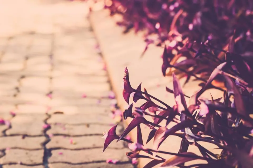 Garden in The Hedge Guesthouse