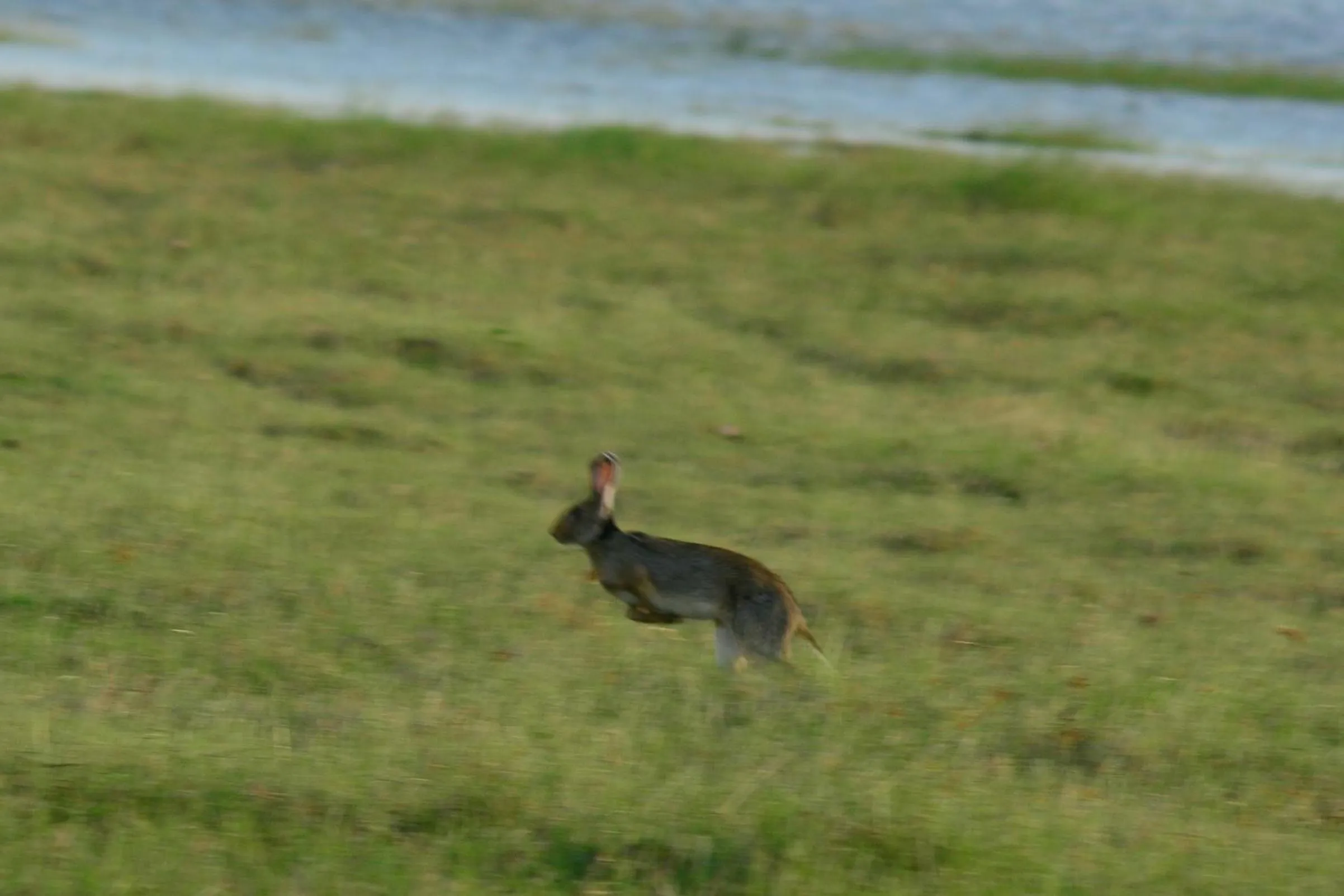 Animals in Treasure House Tourist Rest