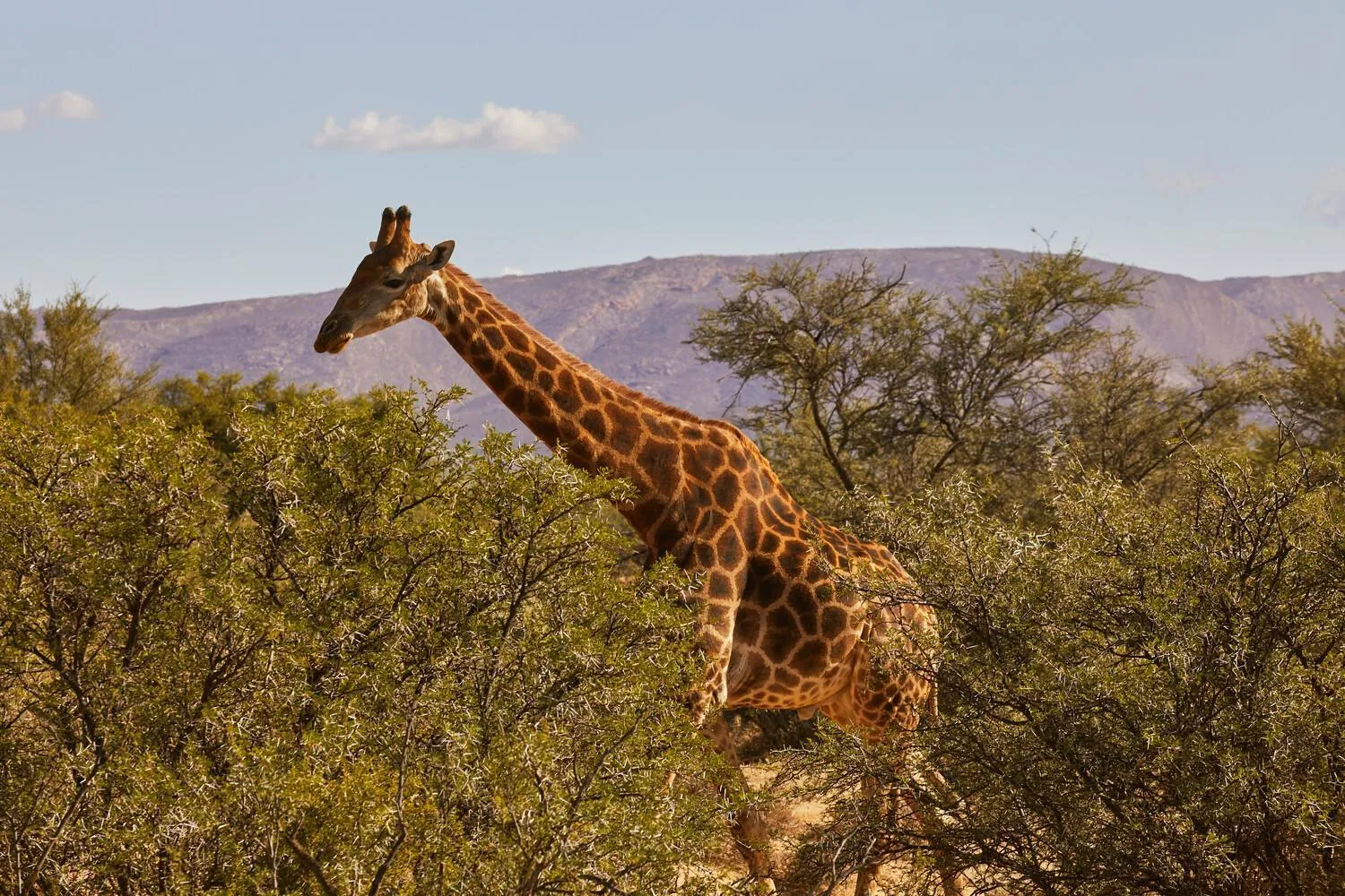 Activities in Protea Hotel by Marriott Nelspruit