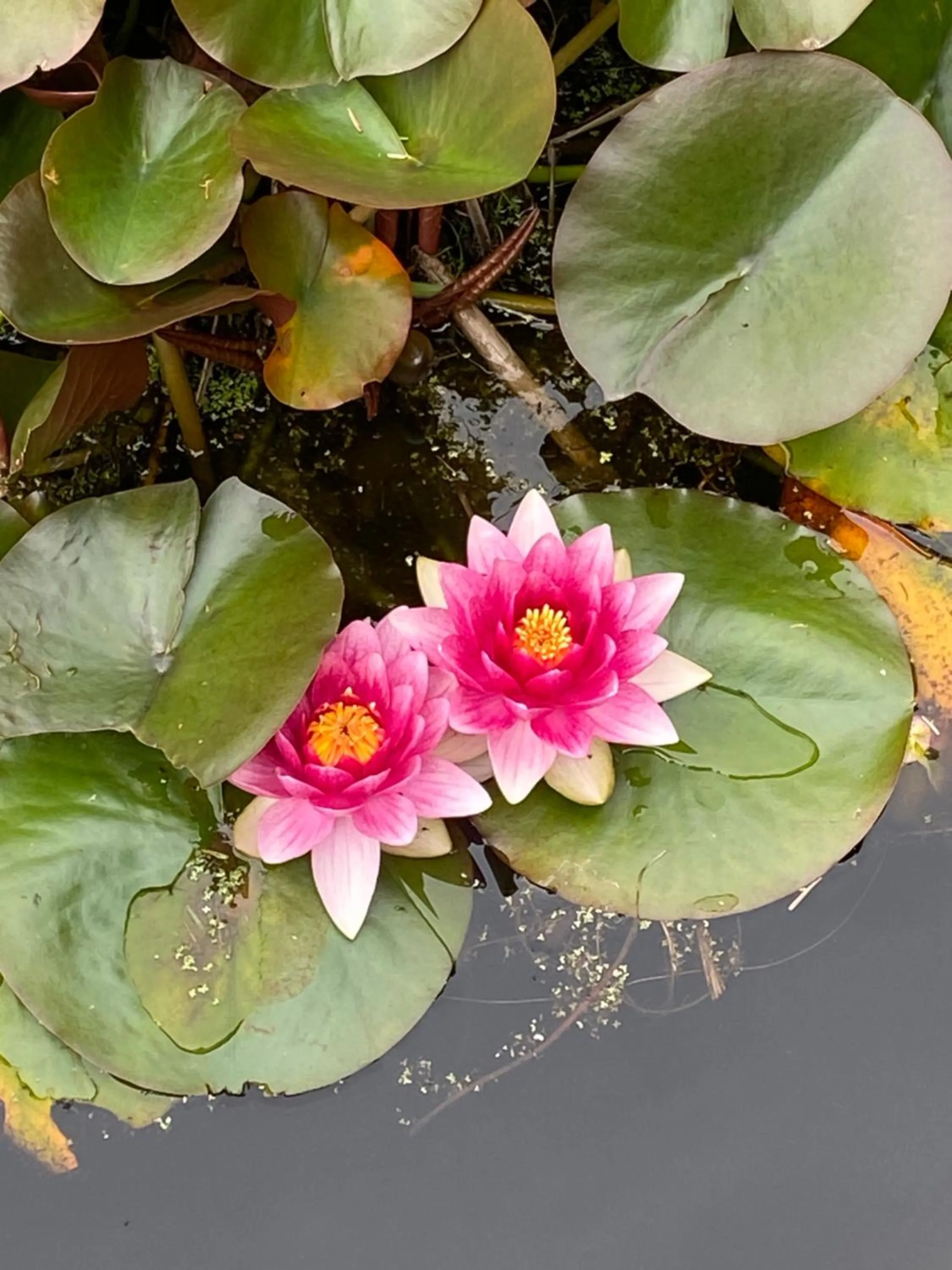 Spring in Clone House Event Villa