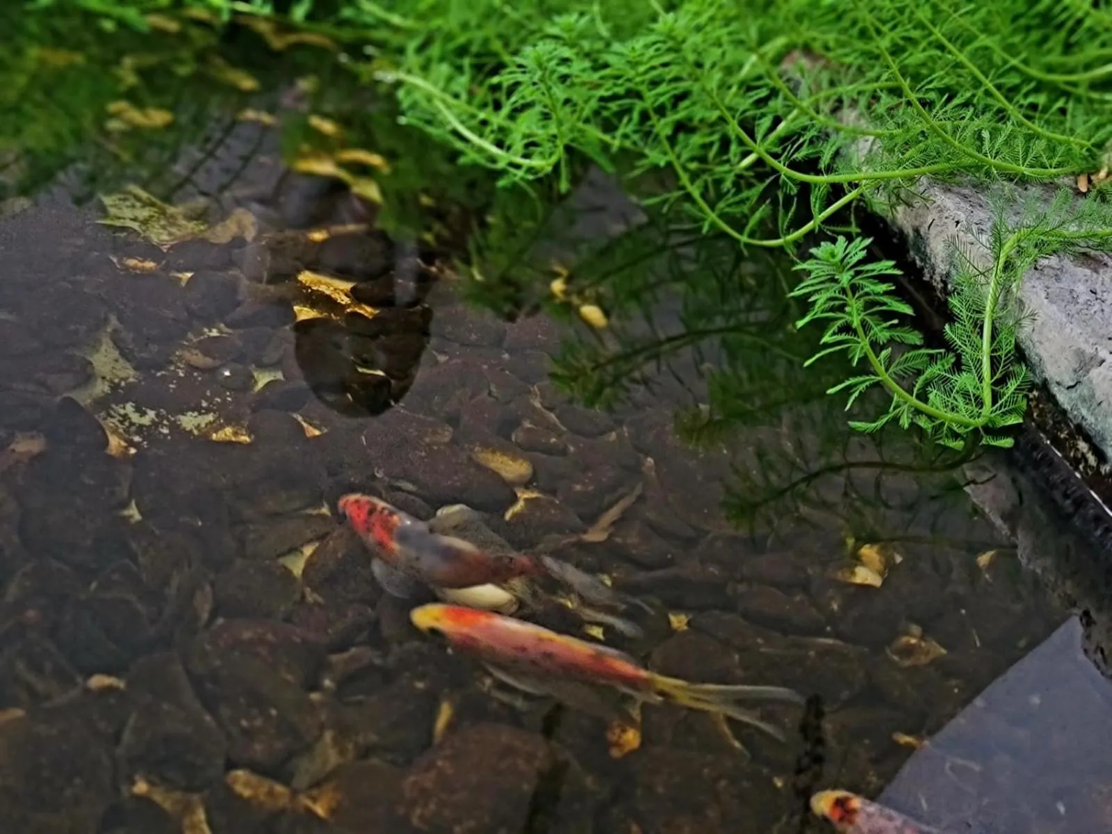 Garden in El Serafin Hotel Boutique