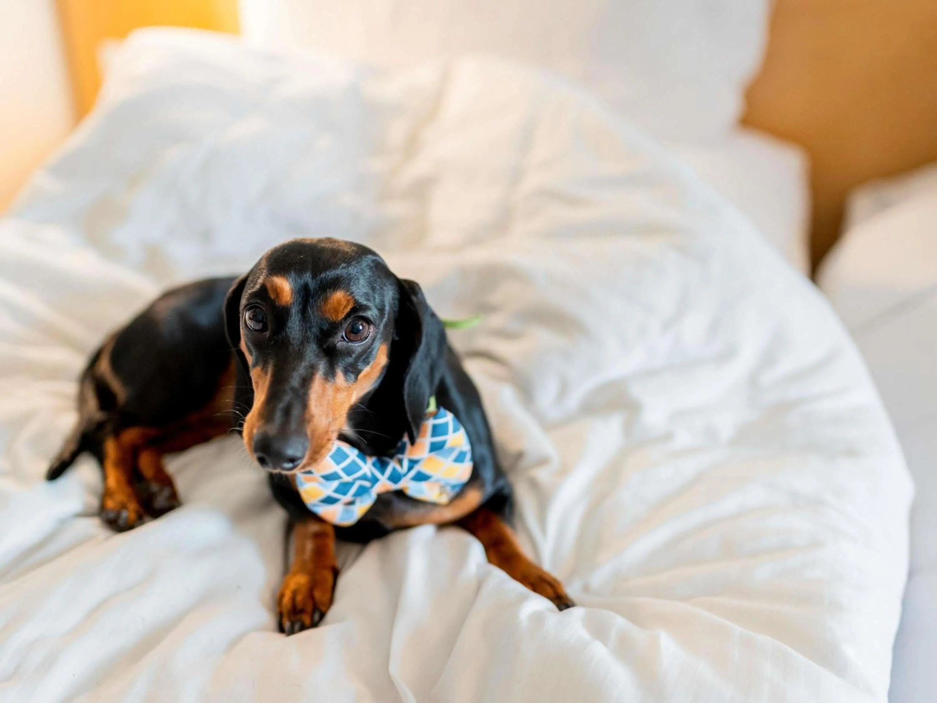 Bedroom, Bed in ibis Pune Viman Nagar - An Accor Brand